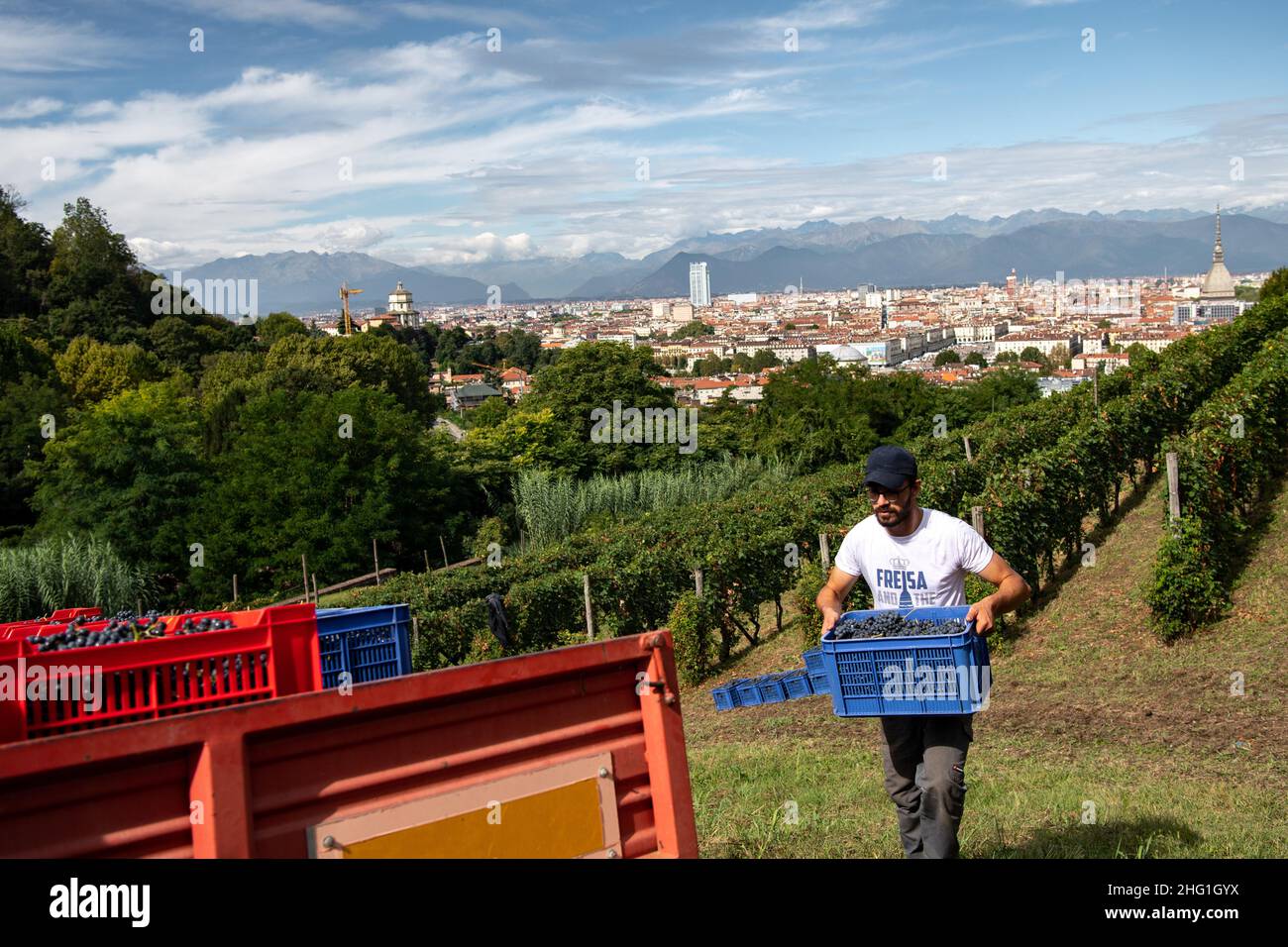 Marco Alpozzi/Lapresse 20 septembre 2021 Turin (to), Italie Actualités récolte dans le vignoble de Balbiano à Villa della Regina, sur la colline de Turin dans le pic: Travaux dans le vignoble Banque D'Images