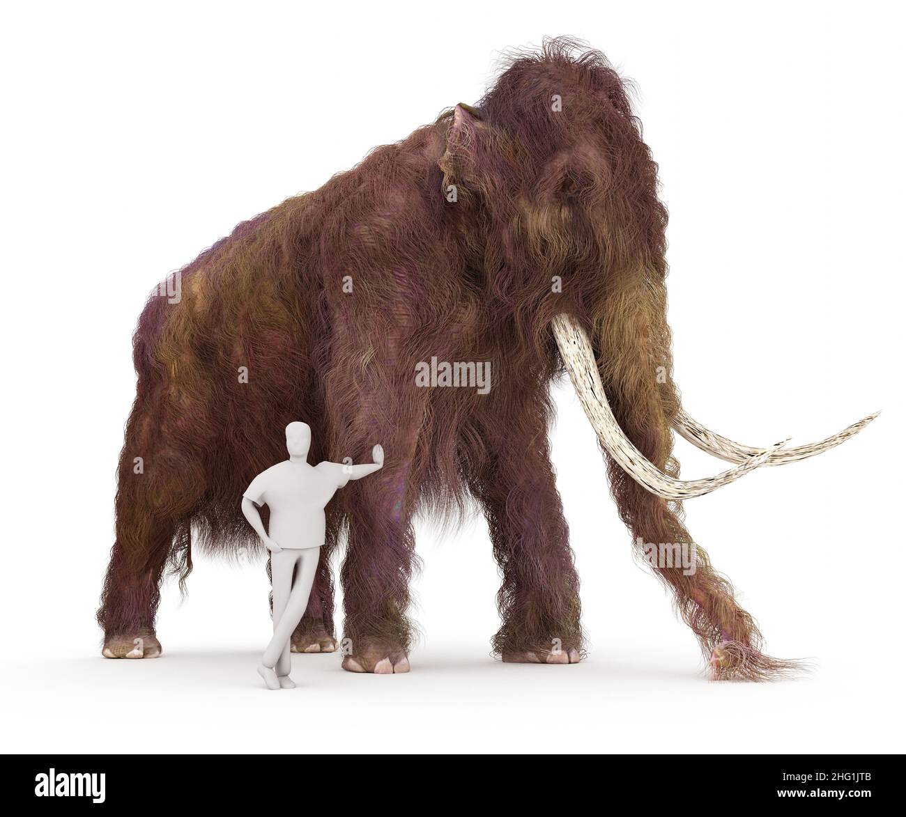 Une illustration en 3-D d'un mammouth de Woolly et d'un humain de taille typique dans une comparaison de taille. Banque D'Images