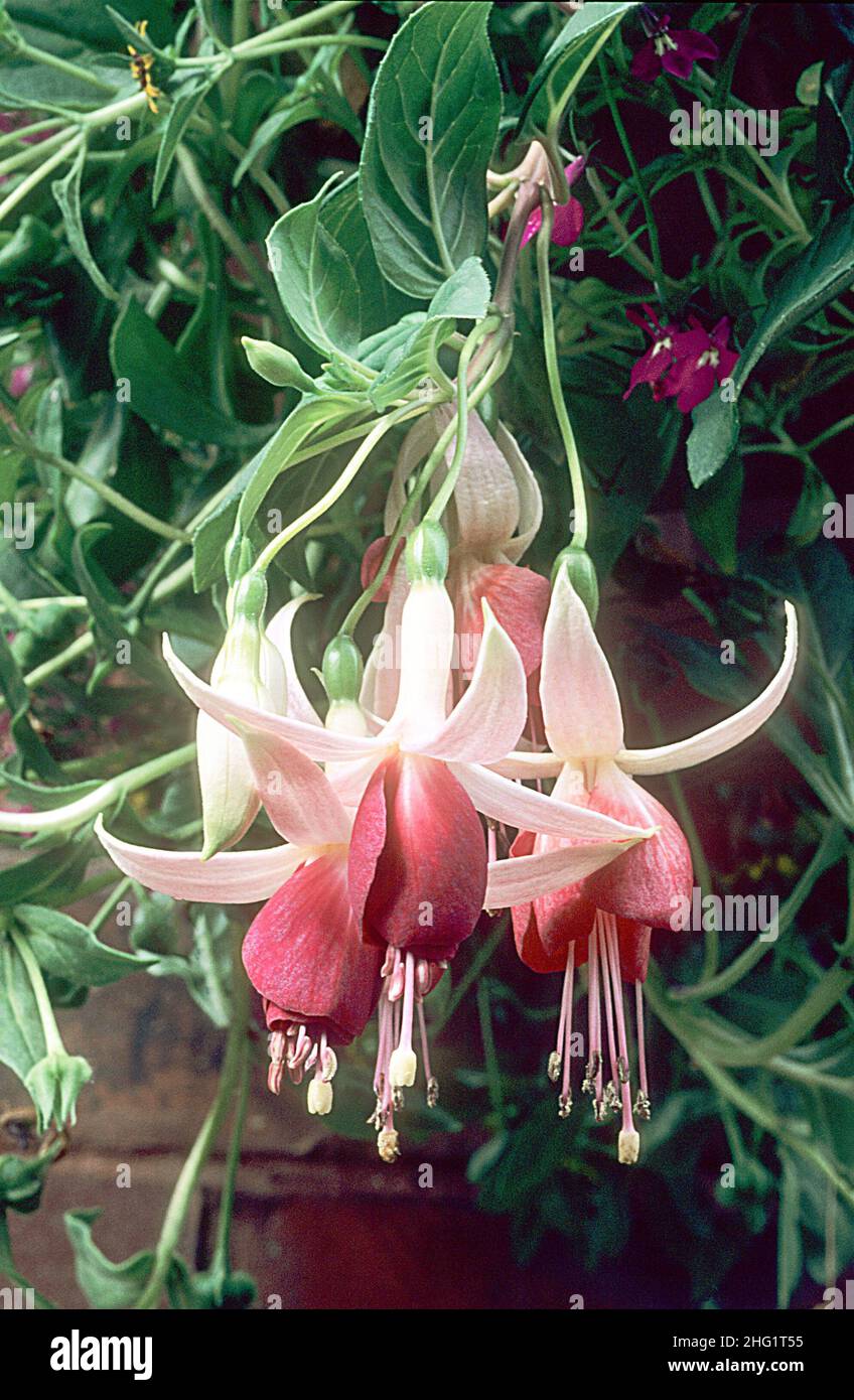 Gros plan de Fuchsia Frosted Flame avec trois fleurs et bourgeons.Une fuchsia à la traîne unique qui est une tenniuelle à feuilles caduques et au gel tendre. Banque D'Images