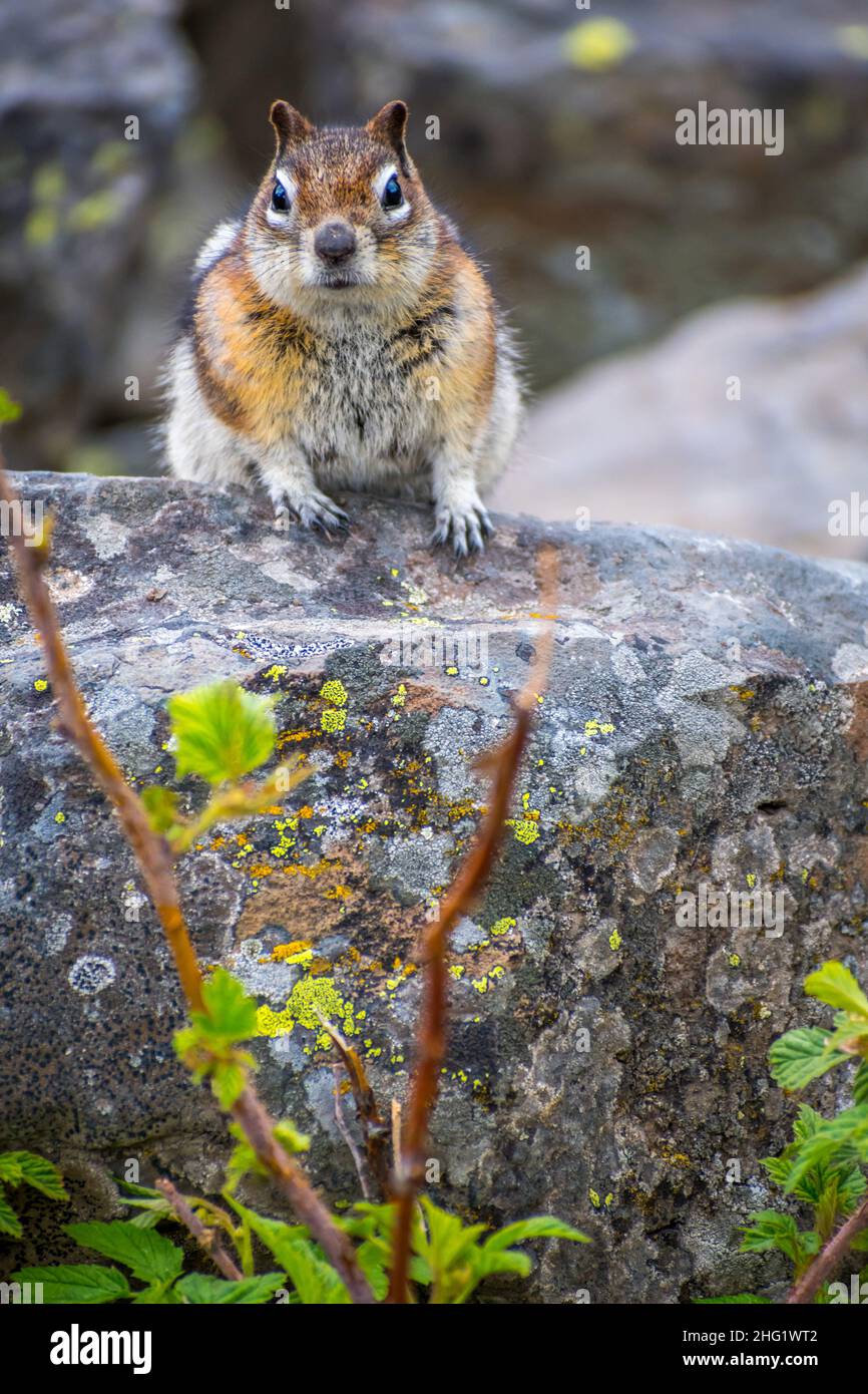 Un moins Chipmunk dans le parc national de Yellowstone, Wyoming Banque D'Images