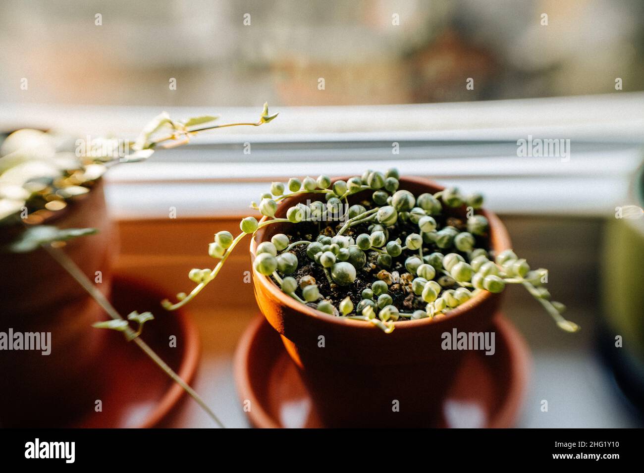 cordon de perles varié dans un pot en terre cuite sur un rebord de fenêtre Banque D'Images