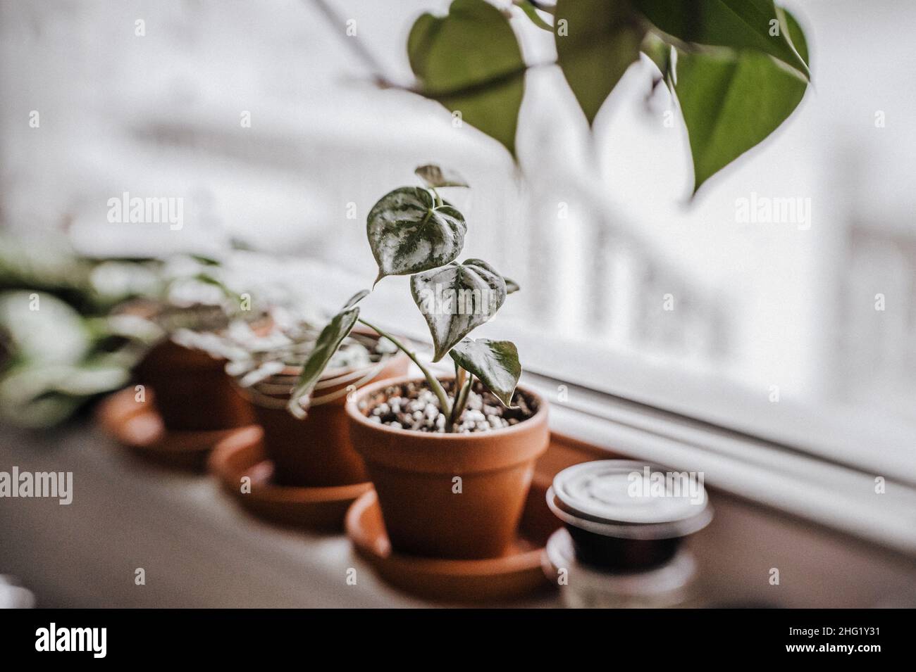 petit brandtianum de philodendron dans un pot en terre cuite sur le rebord de la fenêtre Banque D'Images