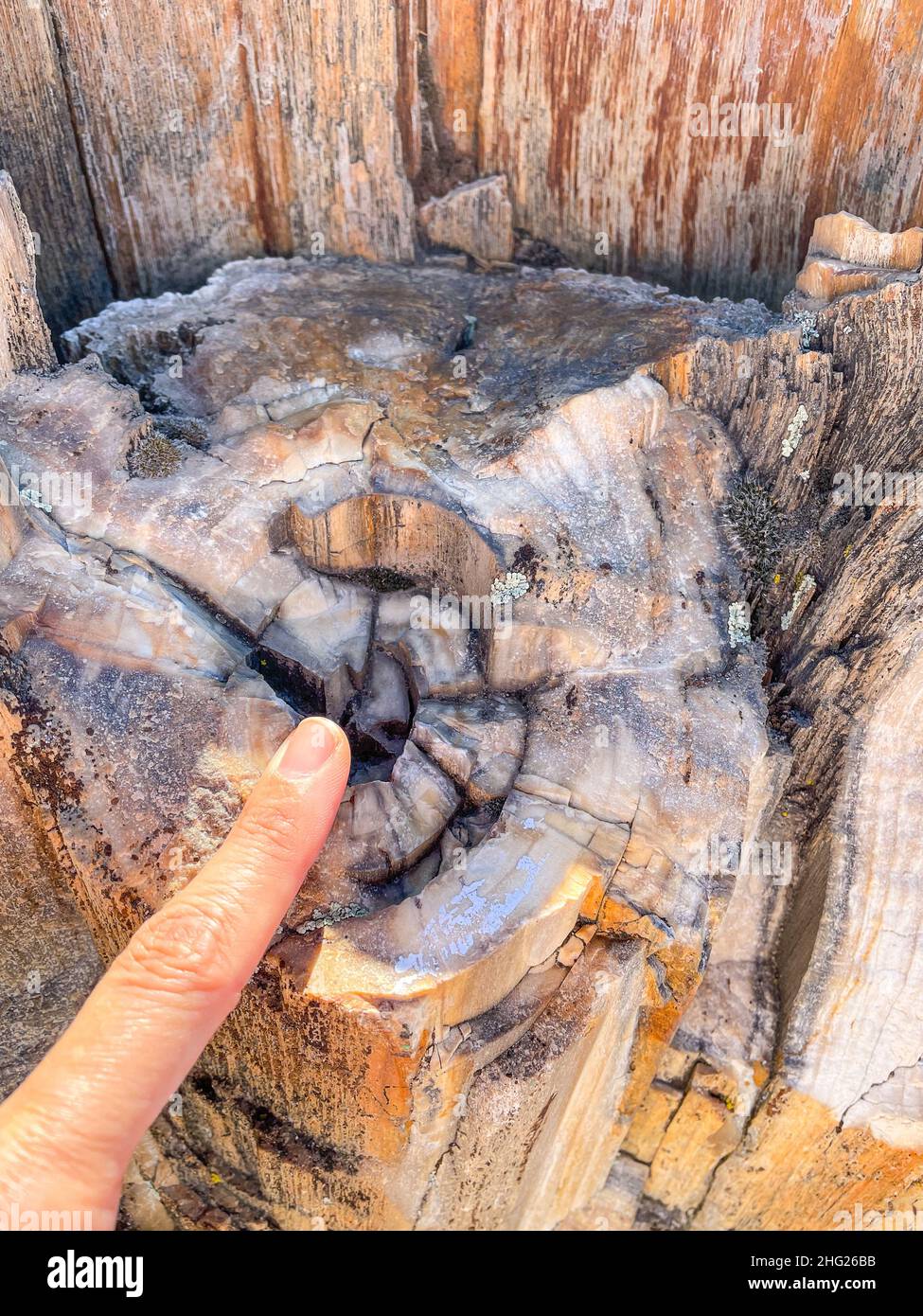 Ginkgo Petrified Forest State Park/Wanapum Recreational Area est une réserve géologique et une aire de loisirs publique couvrant 7 124 acres (2 883 ha) sur le W Banque D'Images