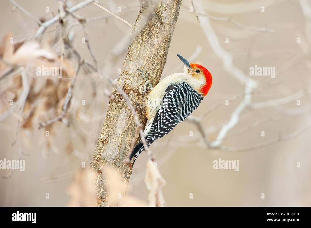 Le pic à ventre rouge mâle se pourvoyant dans un habitat boisé d'hiver Banque D'Images