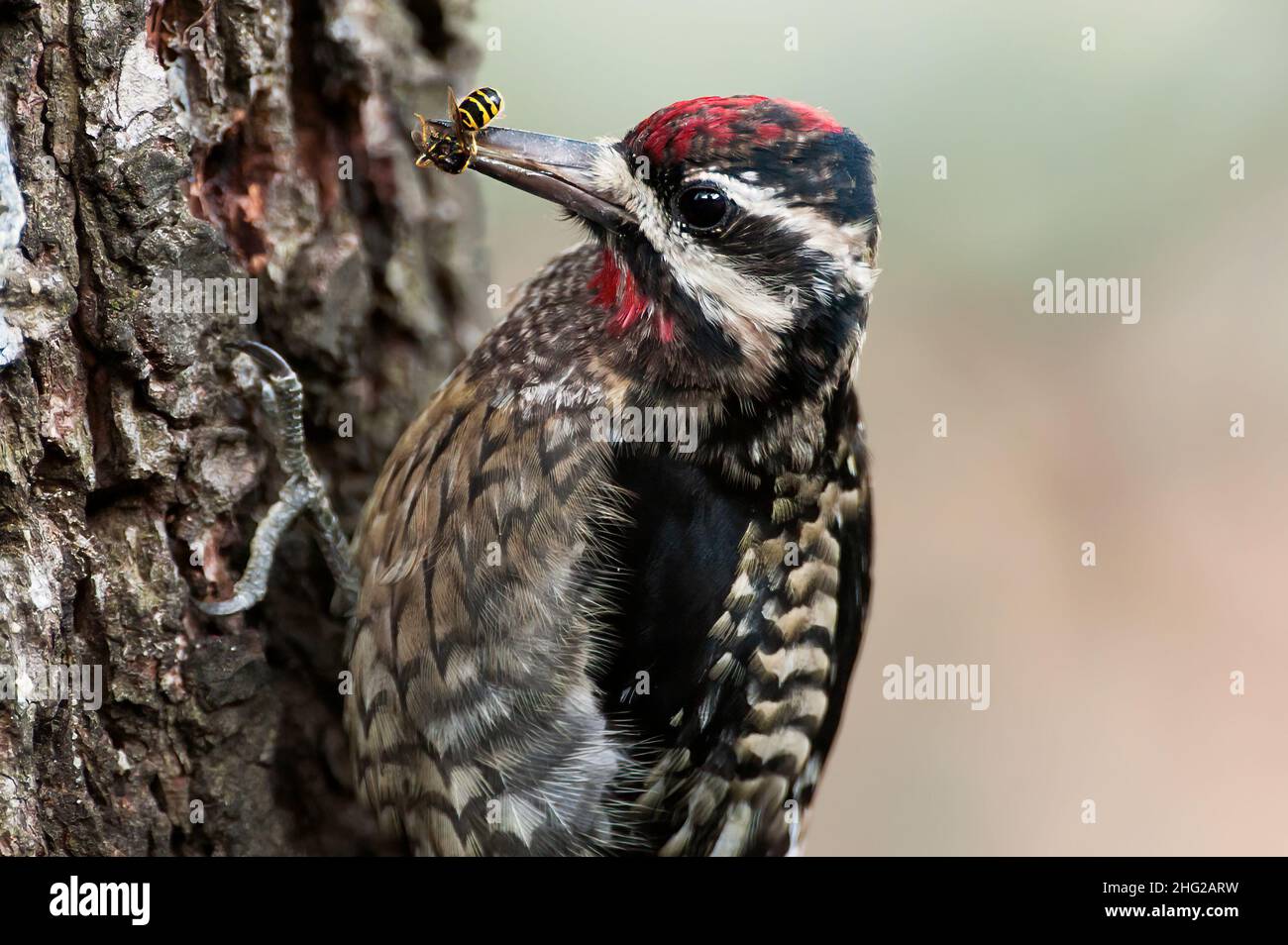 Gros plan du sapsucker mâle à ventre jaune avec la proie de la guêpe Banque D'Images
