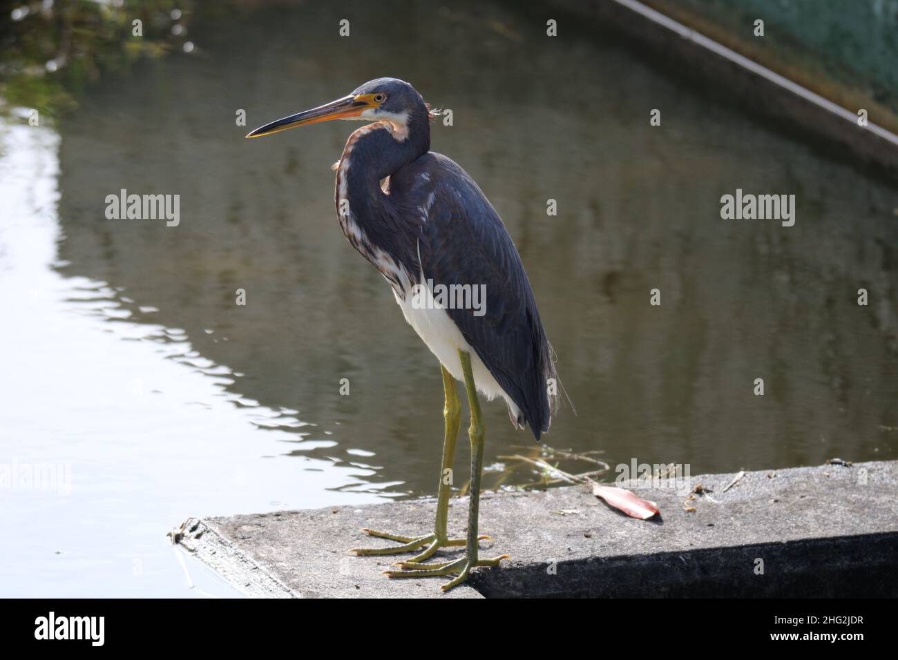 Heron tricolore sur un terrain de golf Seminole Florida Banque D'Images