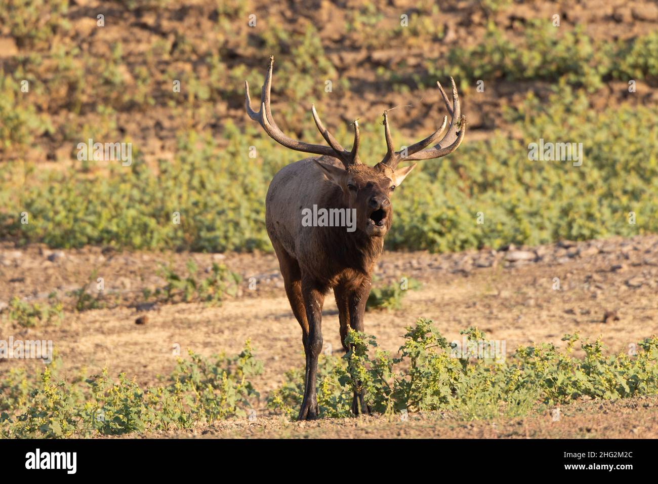 Un taureau mature de Tule Elk, Cervus nannodes, produit un bugle d'accouplement pendant la saison de ruttage annuelle dans les contreforts de la chaîne côtière de Californie. Banque D'Images
