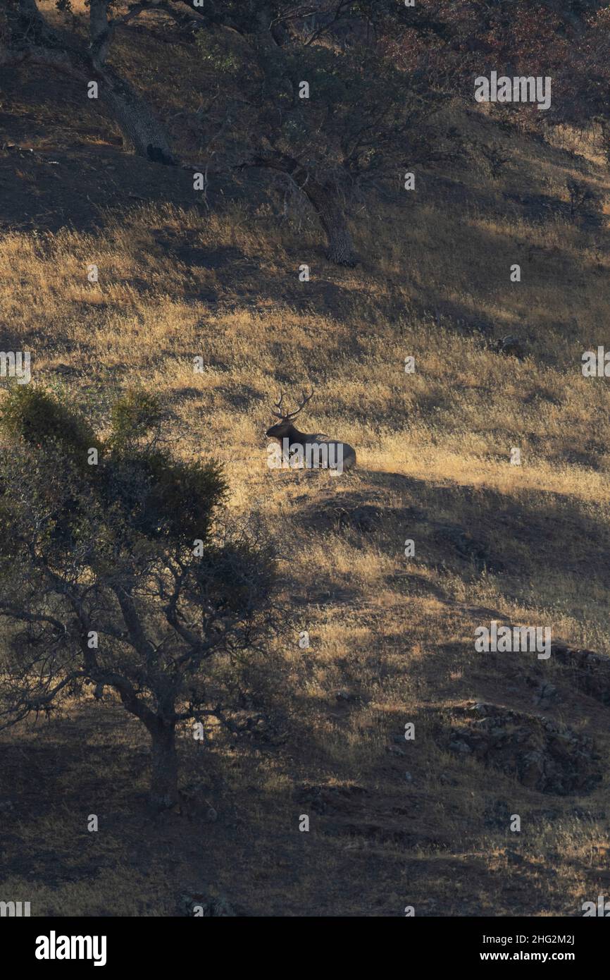 Un taureau Tule Elk reposant sur une pente herbeuse dans la chaîne côtière de Californie, dans le comté de Merced. Banque D'Images