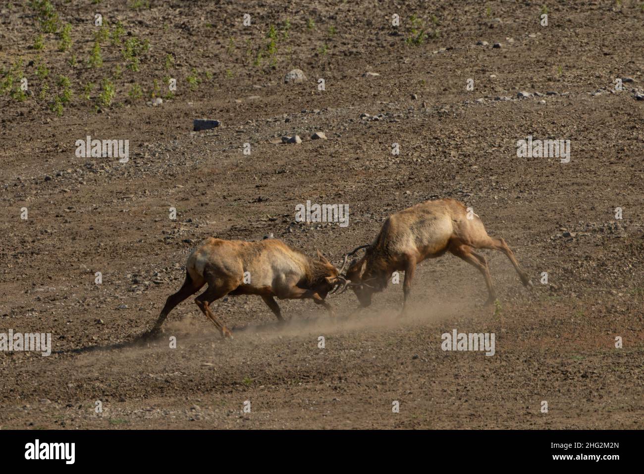 Tule Elk Bulls, Cervus nannodes, qui scinde pendant la saison de rututage annuelle dans un habitat de pied-de-fée dans la chaîne côtière de Californie. Banque D'Images