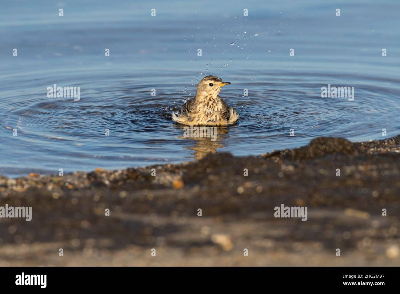 Un Pipit américain, Anthus rubescens, baigne dans une zone humide peu profonde dans la zone écologique des Prairies de Californie. Banque D'Images