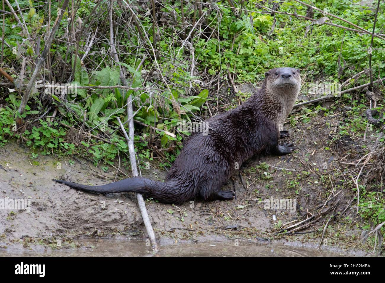Une loutre de rivière, Lutra canadensis, pose sur la rive d'un canal d'irrigation au NWR de San Luis, dans la vallée de San Joaquin en Californie. Banque D'Images