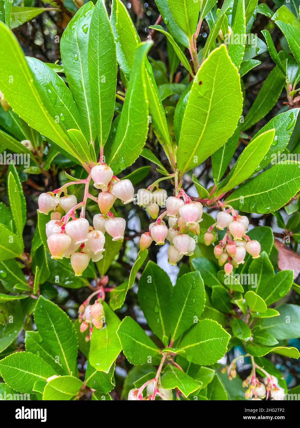 Le fraisier (Arbutus unedo) est un arbuste à feuilles persistantes ou un petit arbre de la famille des plantes à fleurs des Ericaceae, originaire de la région méditerranéenne et de wes Banque D'Images