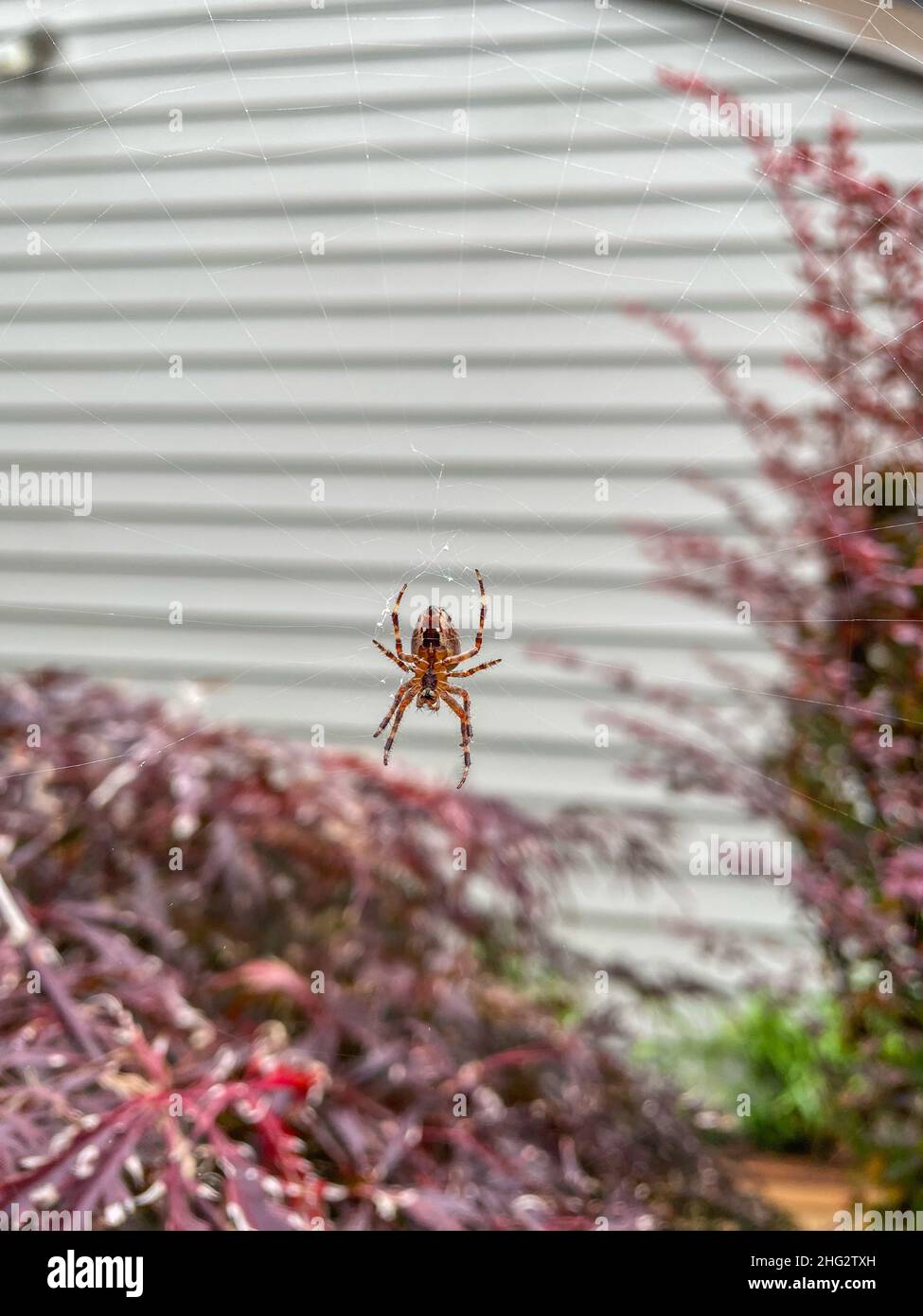 Cross Orb-weaver (Araneus diadematus) est une araignée de tisserand présente en Europe et en Amérique du Nord. Banque D'Images