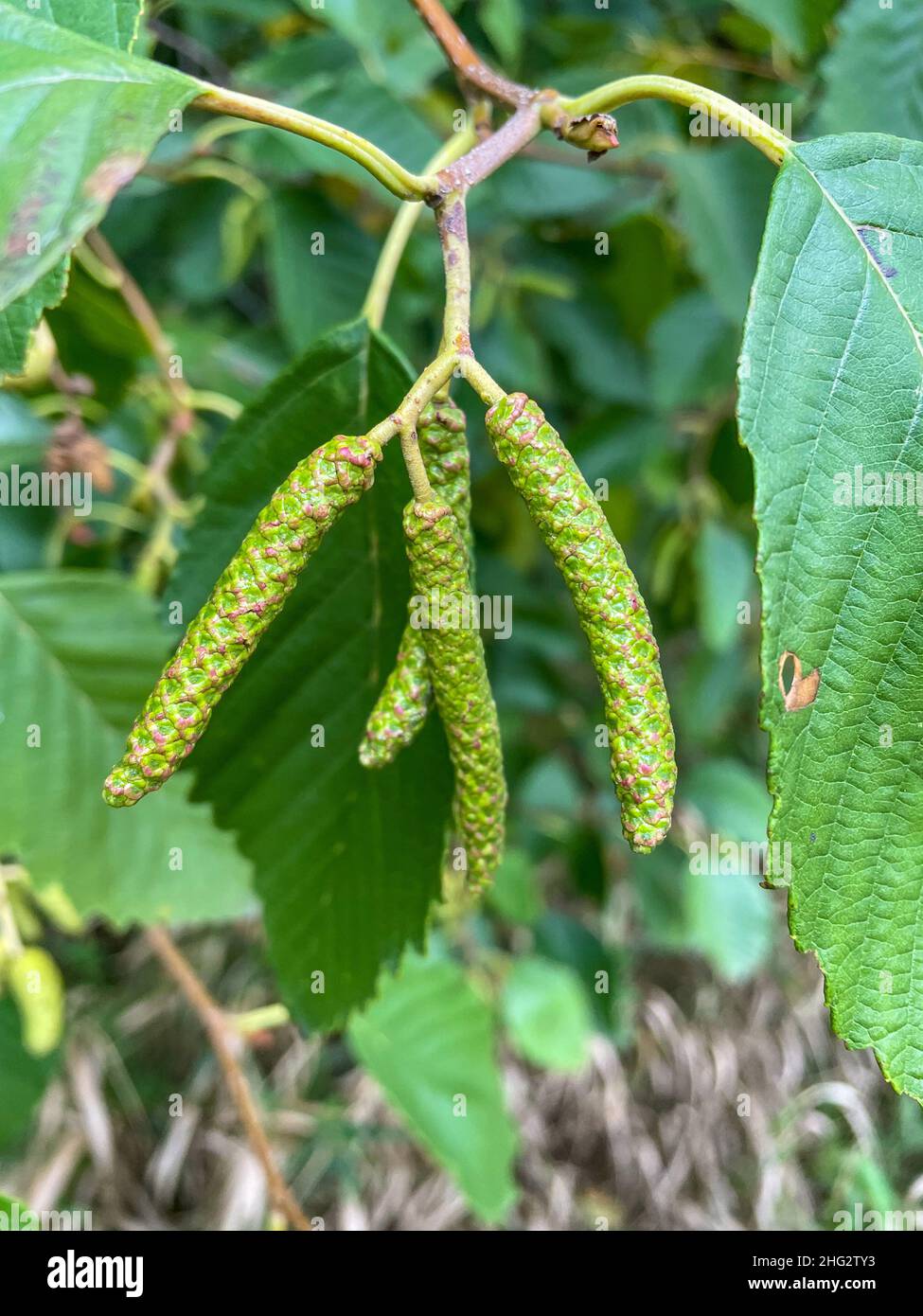 L'aulne gris (Alnus incana) est une espèce d'arbre de la famille des bouleaux, qui se trouve dans une large gamme de régions plus froides de l'hémisphère Nord. Banque D'Images