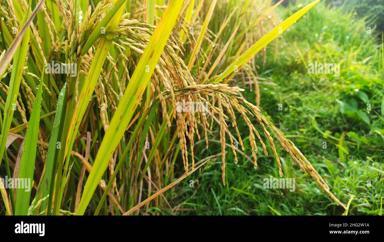 L'atmosphère du matin dans les champs de riz jaune peut commencer à être moissonnée Banque D'Images