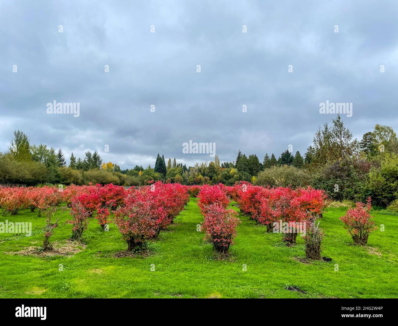 Larsen Lake Blueberry Farm est un endroit idéal pour cueillir vos propres bleuets dans une grande ferme/parc.La ceinture de verdure de Lake Hills est un corridor de terres humides compris Banque D'Images