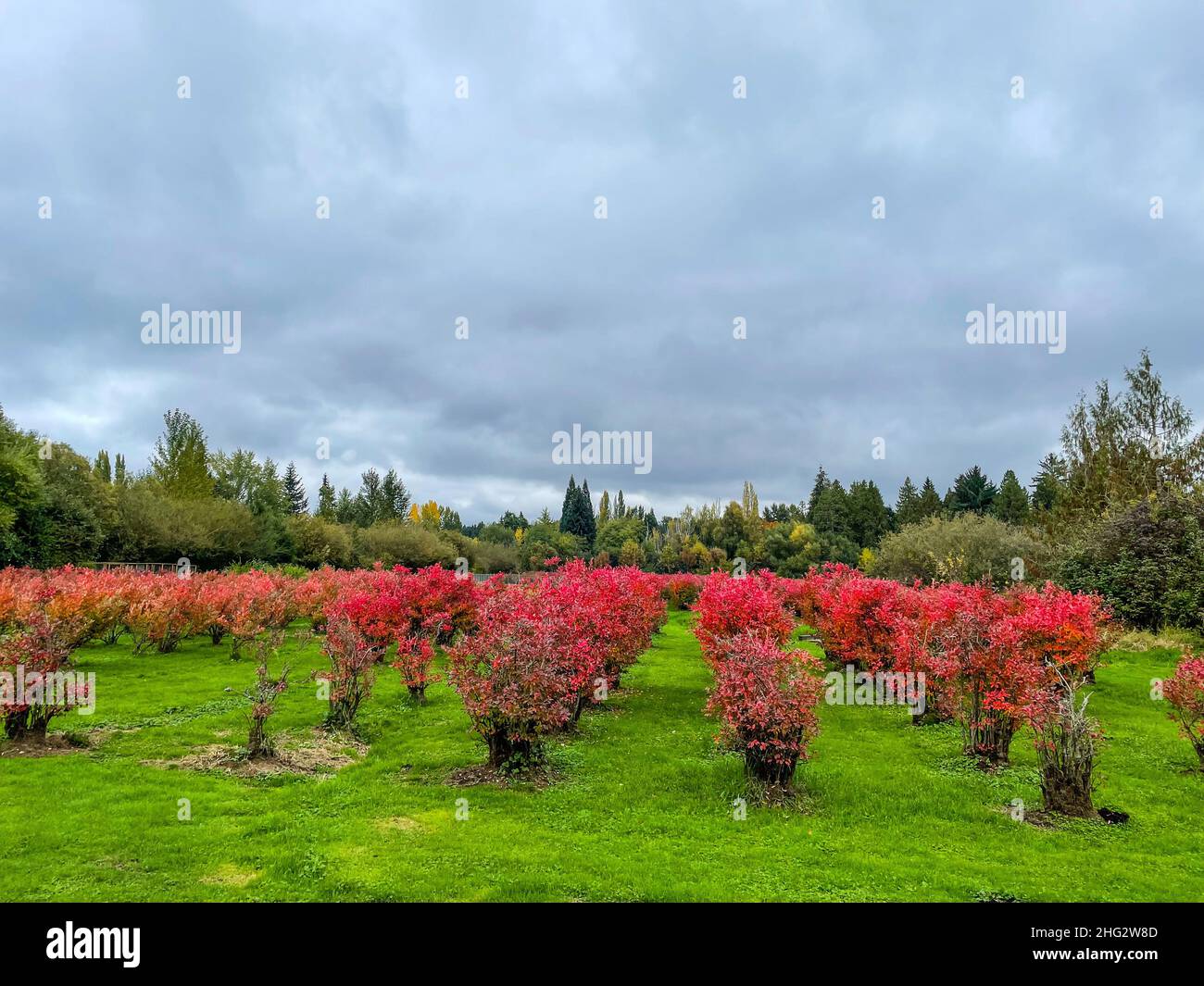 Larsen Lake Blueberry Farm est un endroit idéal pour cueillir vos propres bleuets dans une grande ferme/parc.La ceinture de verdure de Lake Hills est un corridor de terres humides compris Banque D'Images