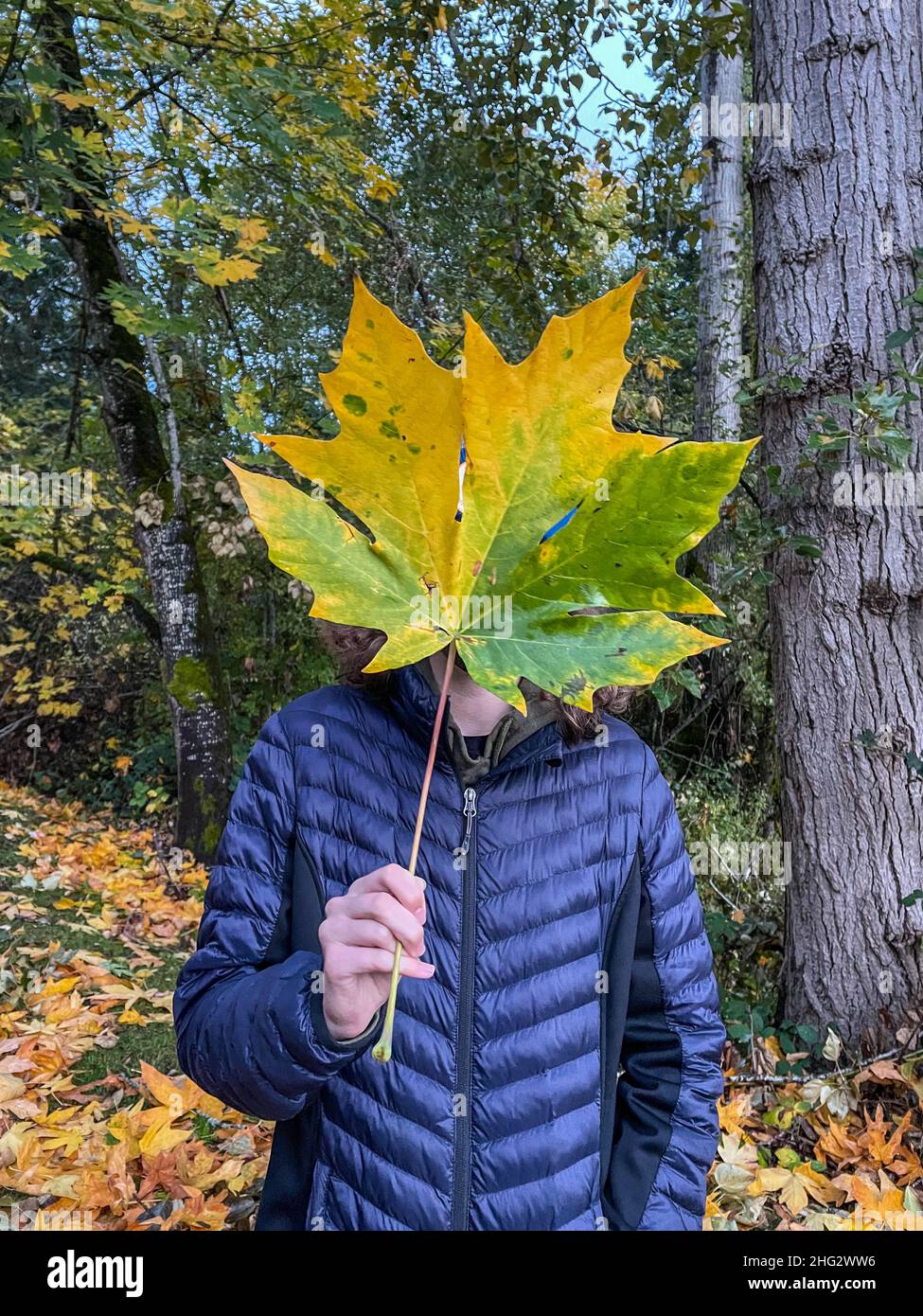 L'érable à feuilles gélicoles (Acer macrophyllum) est un grand arbre à feuilles caduques du genre Acer. Banque D'Images
