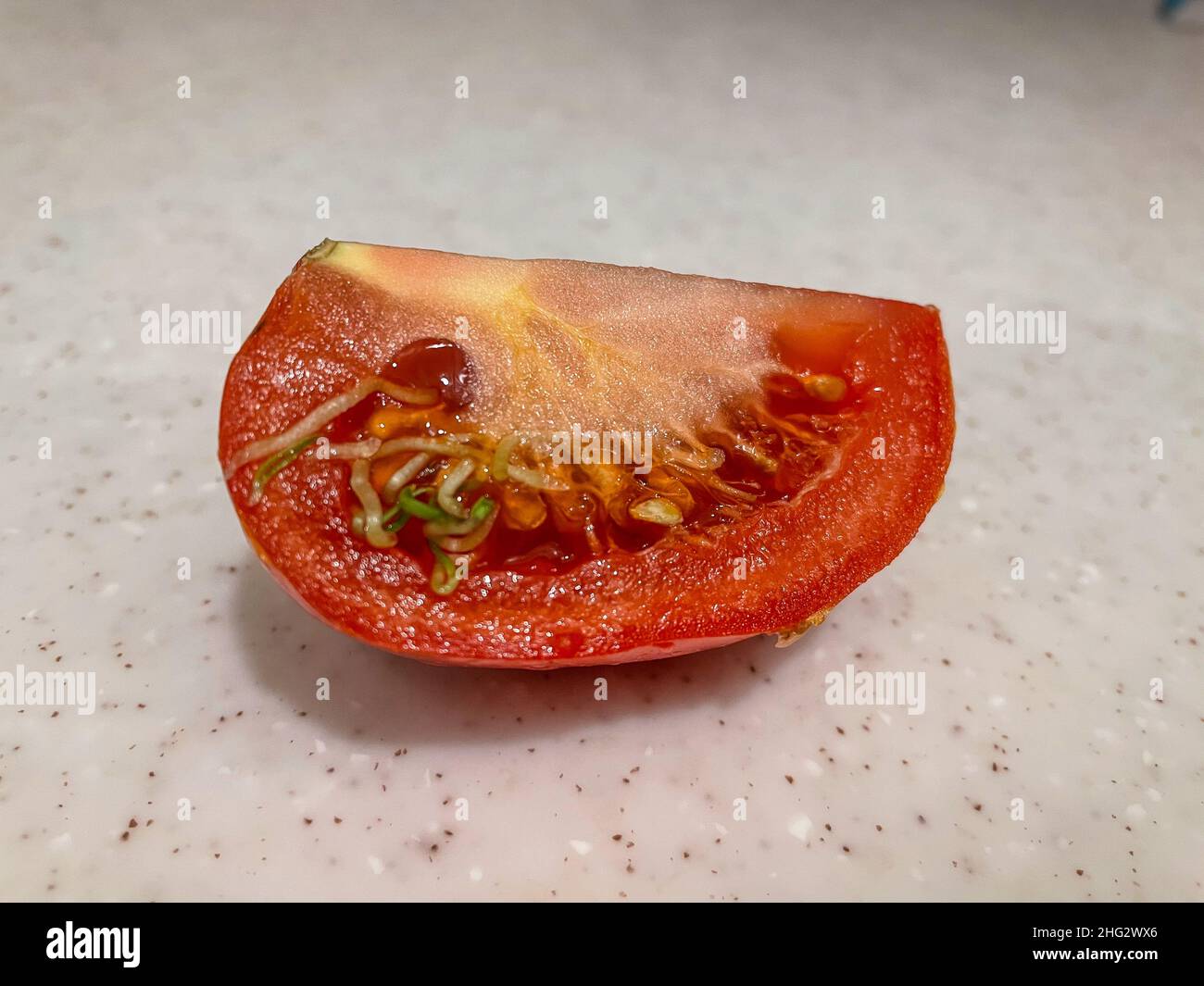 Certaines causes de germination des graines dans les tomates sont le stockage long dans les températures froides (en dessous de 55 degrés), étant trop mûr, carence en potassium, sur fertil Banque D'Images