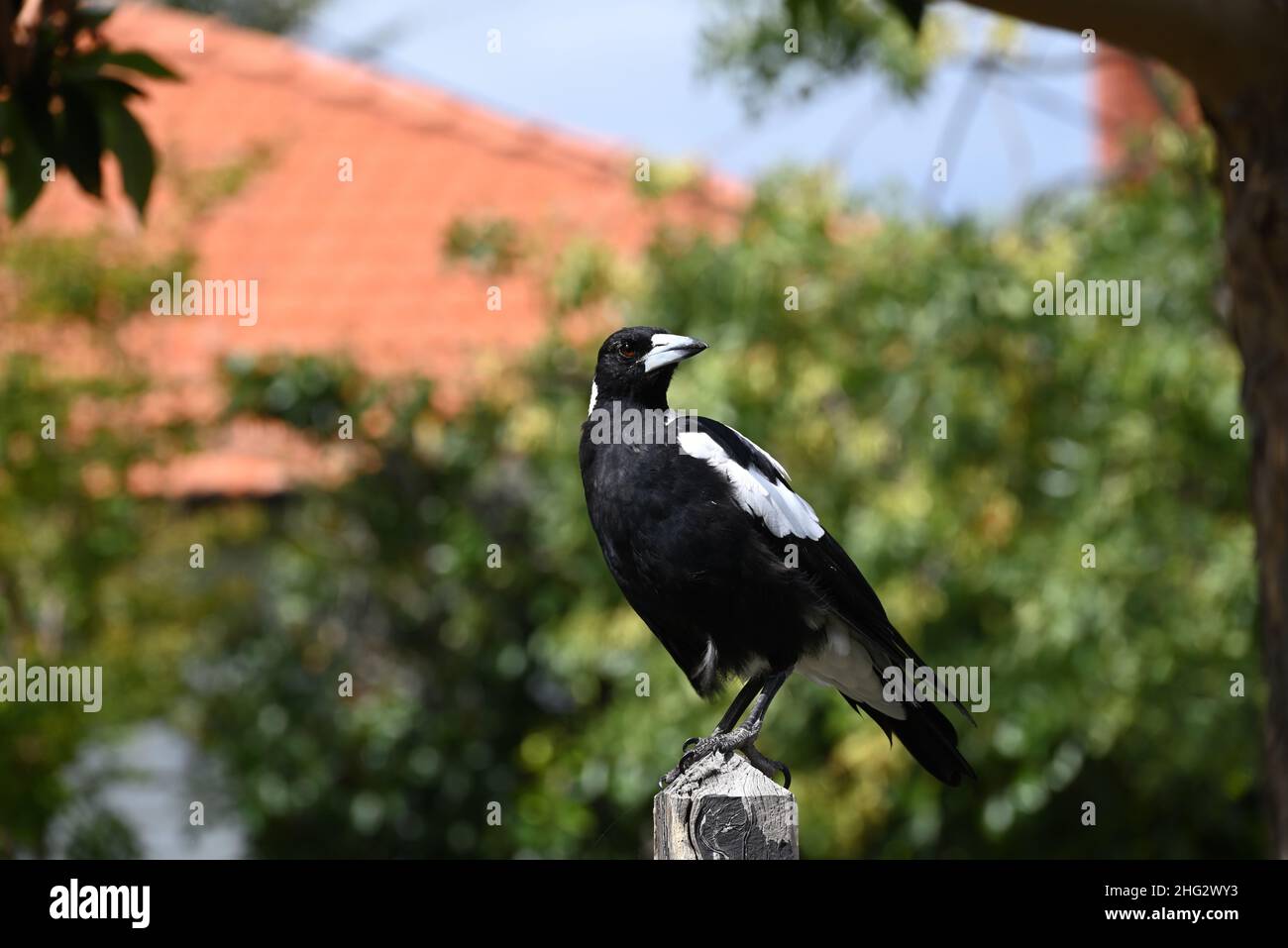 Magpie australienne à l'allure d'une Regal perchée au sommet d'une clôture en bois, avec sa tête tournée alors que ses yeux brillent au soleil Banque D'Images