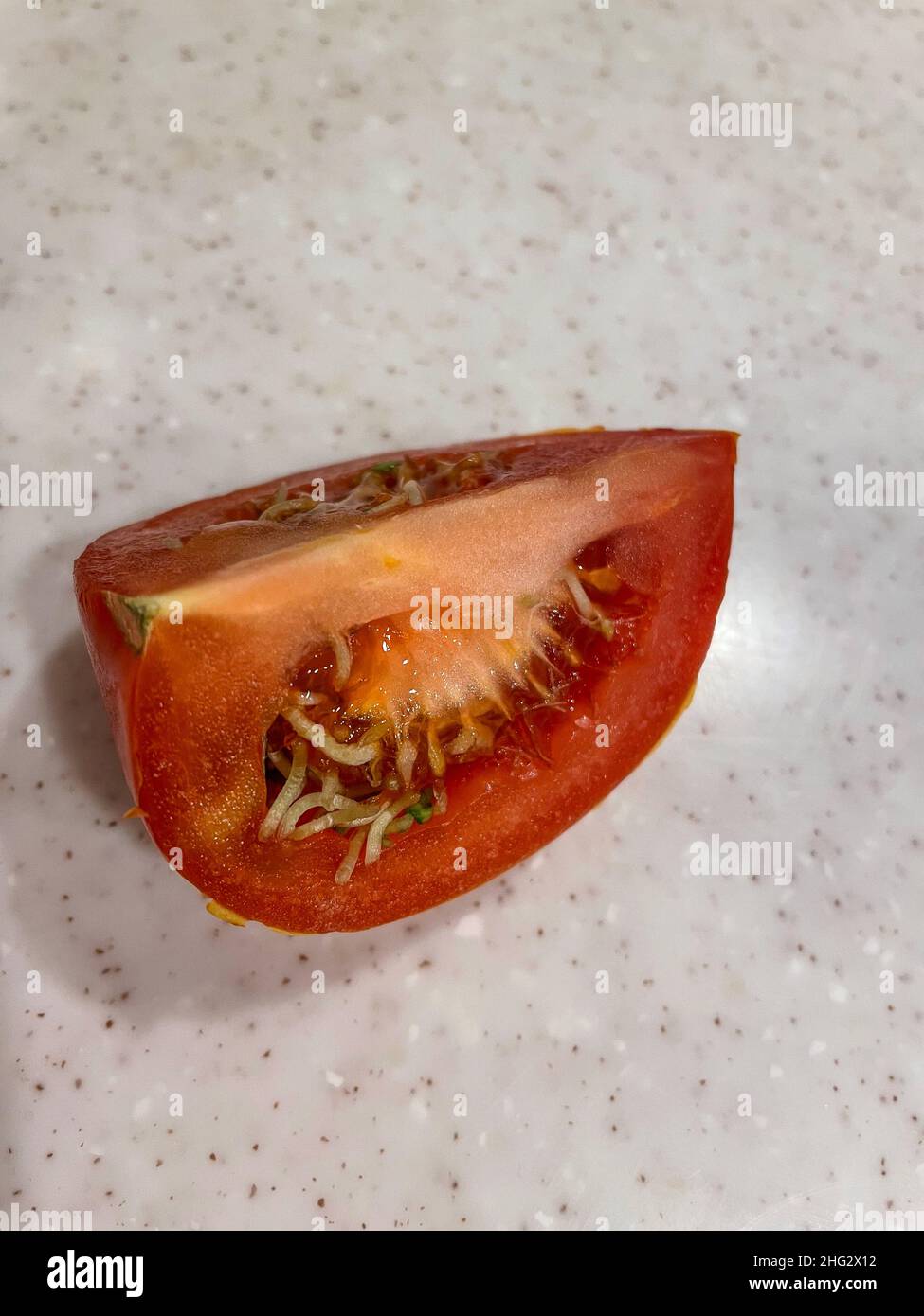 Certaines causes de germination des graines dans les tomates sont le stockage long dans les températures froides (en dessous de 55 degrés), étant trop mûr, carence en potassium, sur fertil Banque D'Images