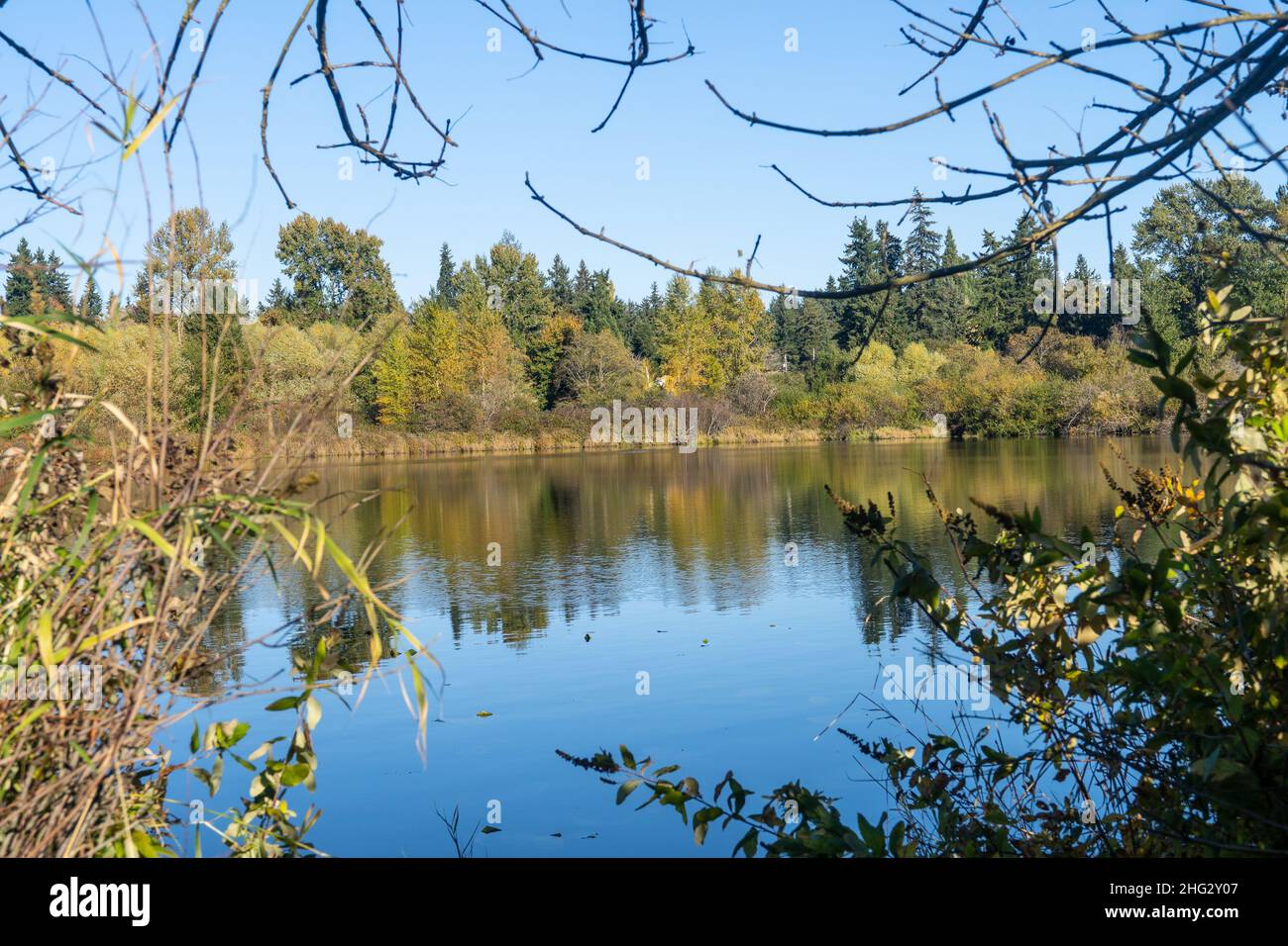 Larsen Lake Blueberry Farm est un endroit idéal pour cueillir vos propres bleuets dans une grande ferme/parc.La ceinture de verdure de Lake Hills est un corridor de terres humides compris Banque D'Images