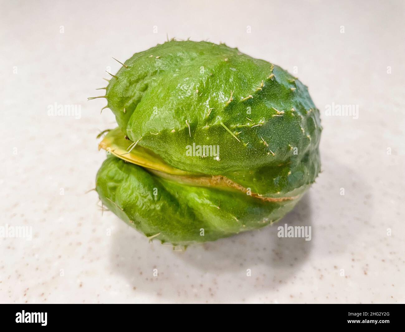 Le chayote (Sechium edule) est une plante comestible appartenant à la famille des gourdes, les Cucurbitaceae.Ce fruit a été cultivé pour la première fois dans les méso-americas entre s. Banque D'Images