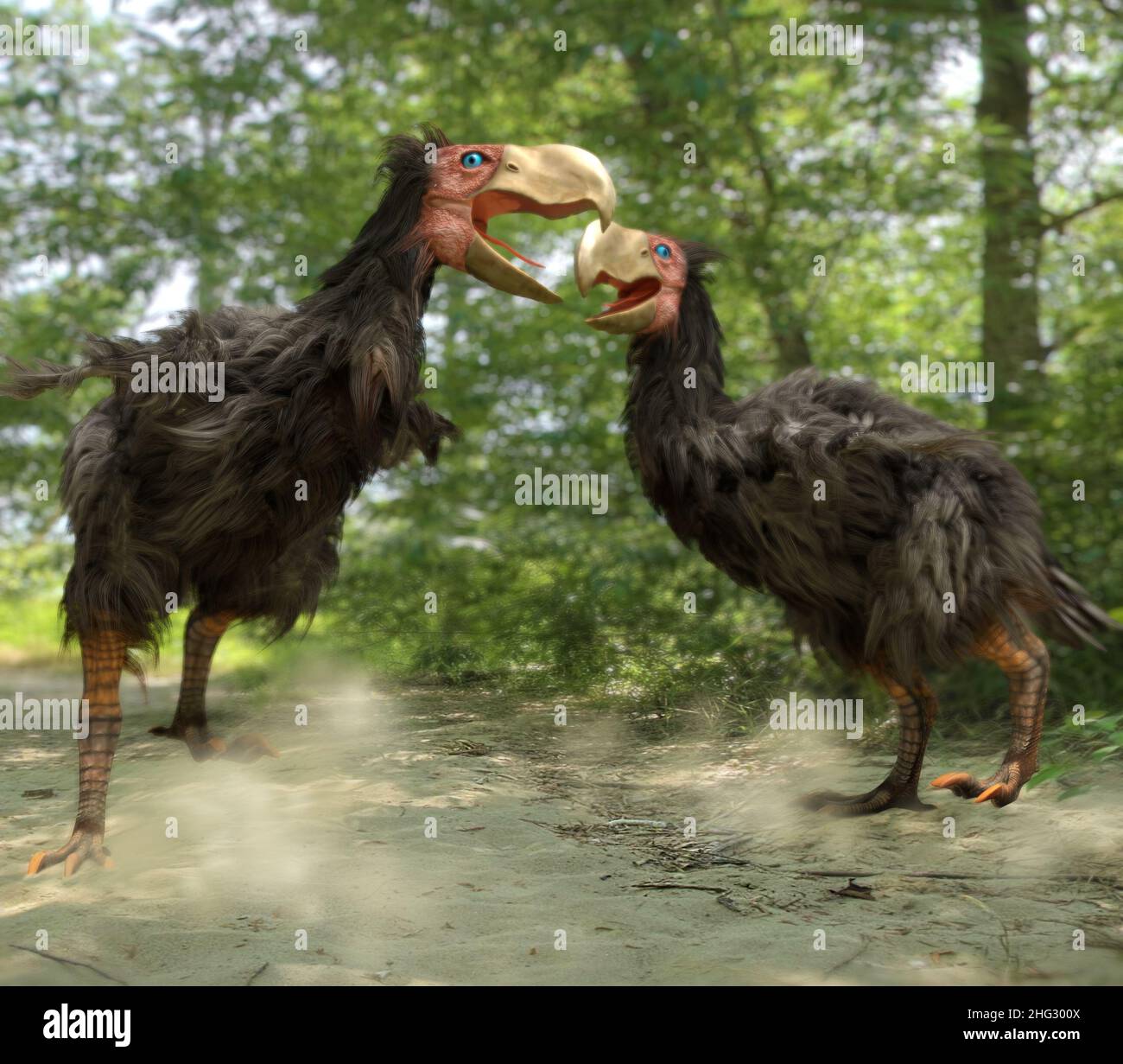 Illustration de deux hommes de Gasornis qui se battent sur un territoire niché.Gasornis est un genre éteint de grands oiseaux préhistoriques sans vol. Banque D'Images