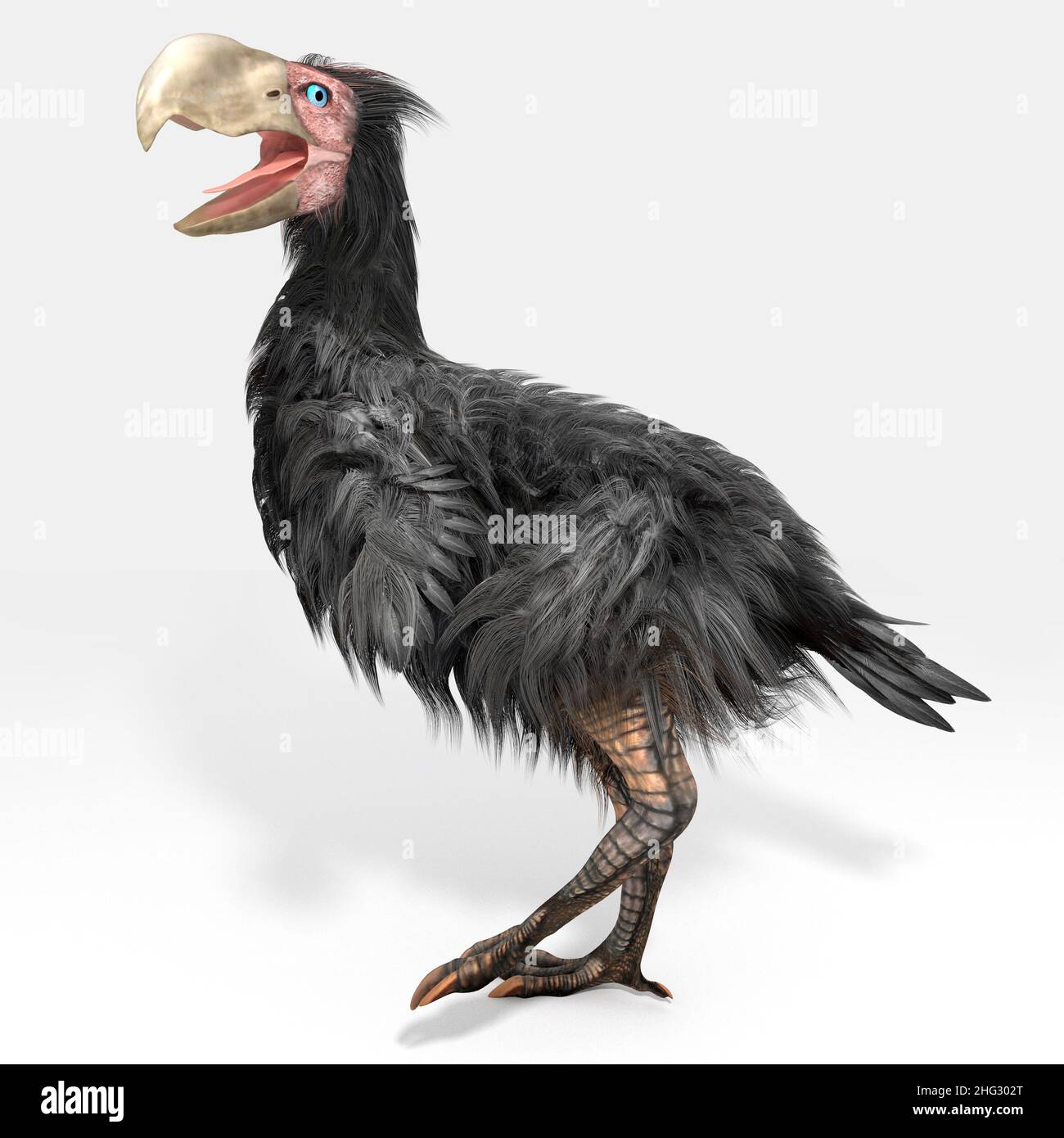 Illustration de Gasornis, un genre éteint de grands oiseaux sans vol qui vivaient durant les époques paléocène tardif et éocène de l'ère cénozoïque. Banque D'Images