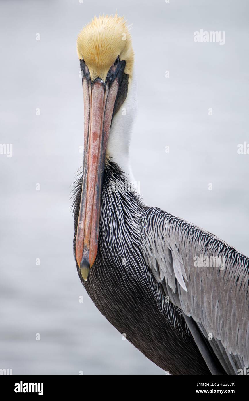 Pélican brun rooteur (Pelecanus occidentalis) sur la péninsule bolivarienne, côte du golfe du Texas (golfe du Mexique) Banque D'Images