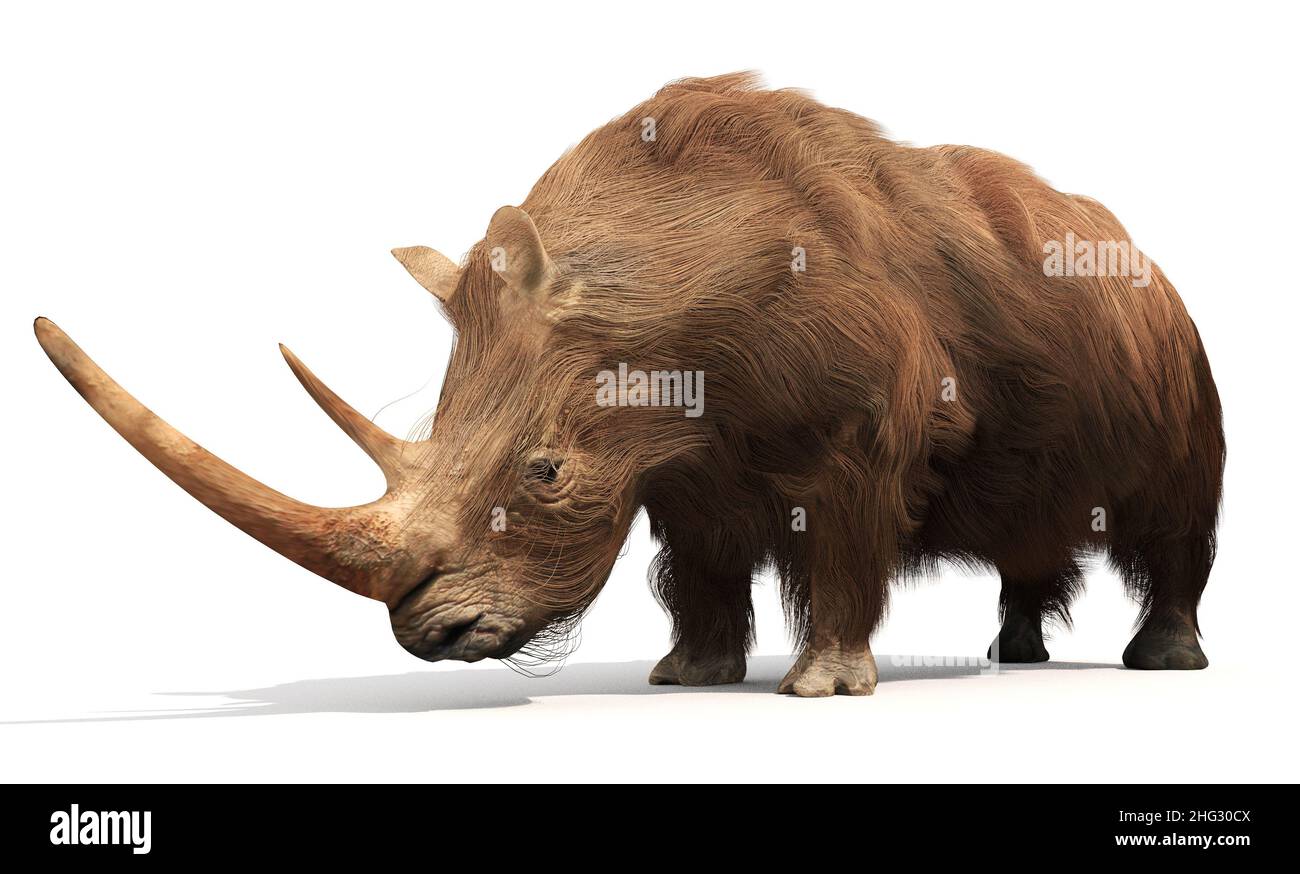 Une illustration de l'extinction de Woolly Rhinoceros sur fond blanc.Le rhinocéros laineux était un membre de la mégafaune du Pléistocène, commune à travers le g Banque D'Images