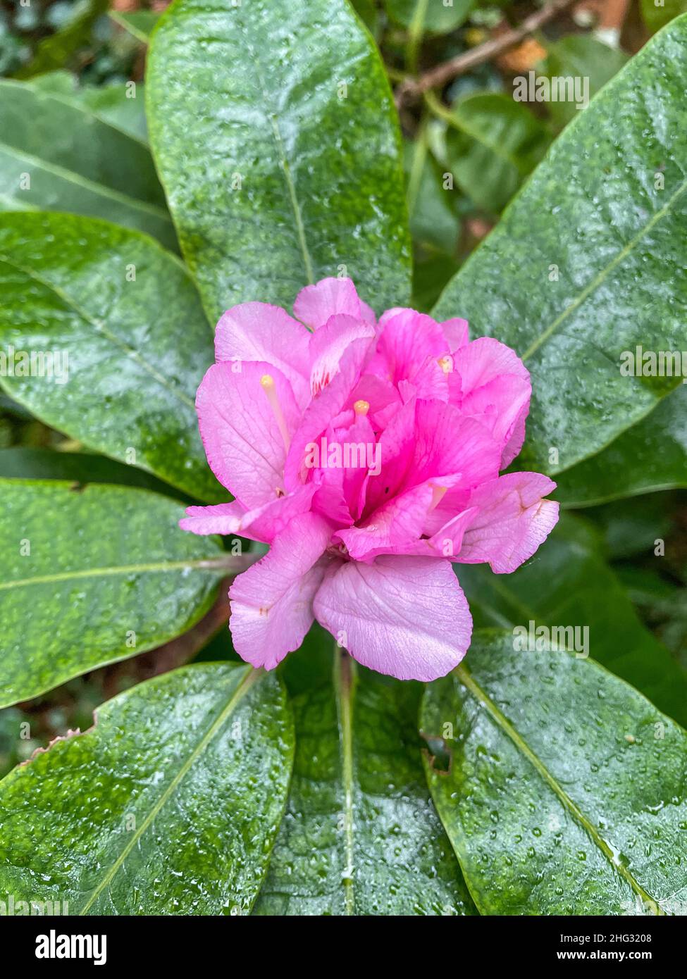 Le camellia (Camellia japonica) est un arbre à fleurs ou un arbuste.Il y a des milliers de cultivars de C. japonica en culture, avec beaucoup de différents Banque D'Images