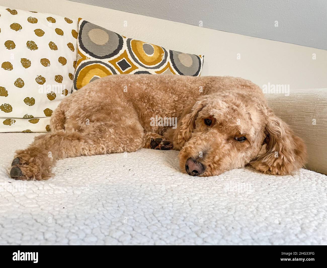Le Labrador australien est un mélange entre Labrador Retriever, Poodle et Cocker Spaniel. Banque D'Images