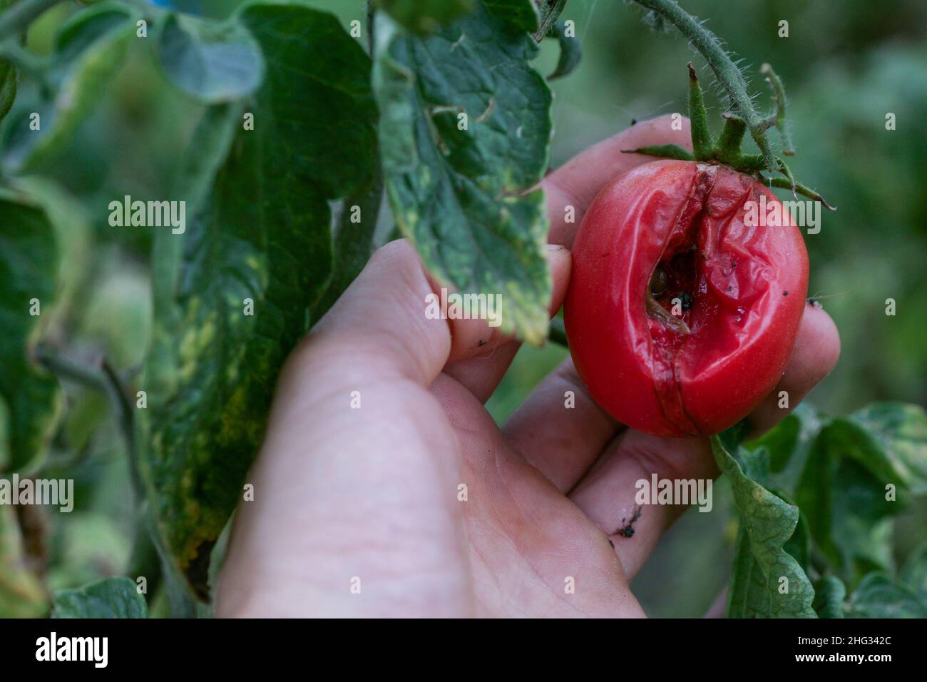 Maladies fongiques dangereuses des tomates, qui affecte les représentants de la nuit, surtout