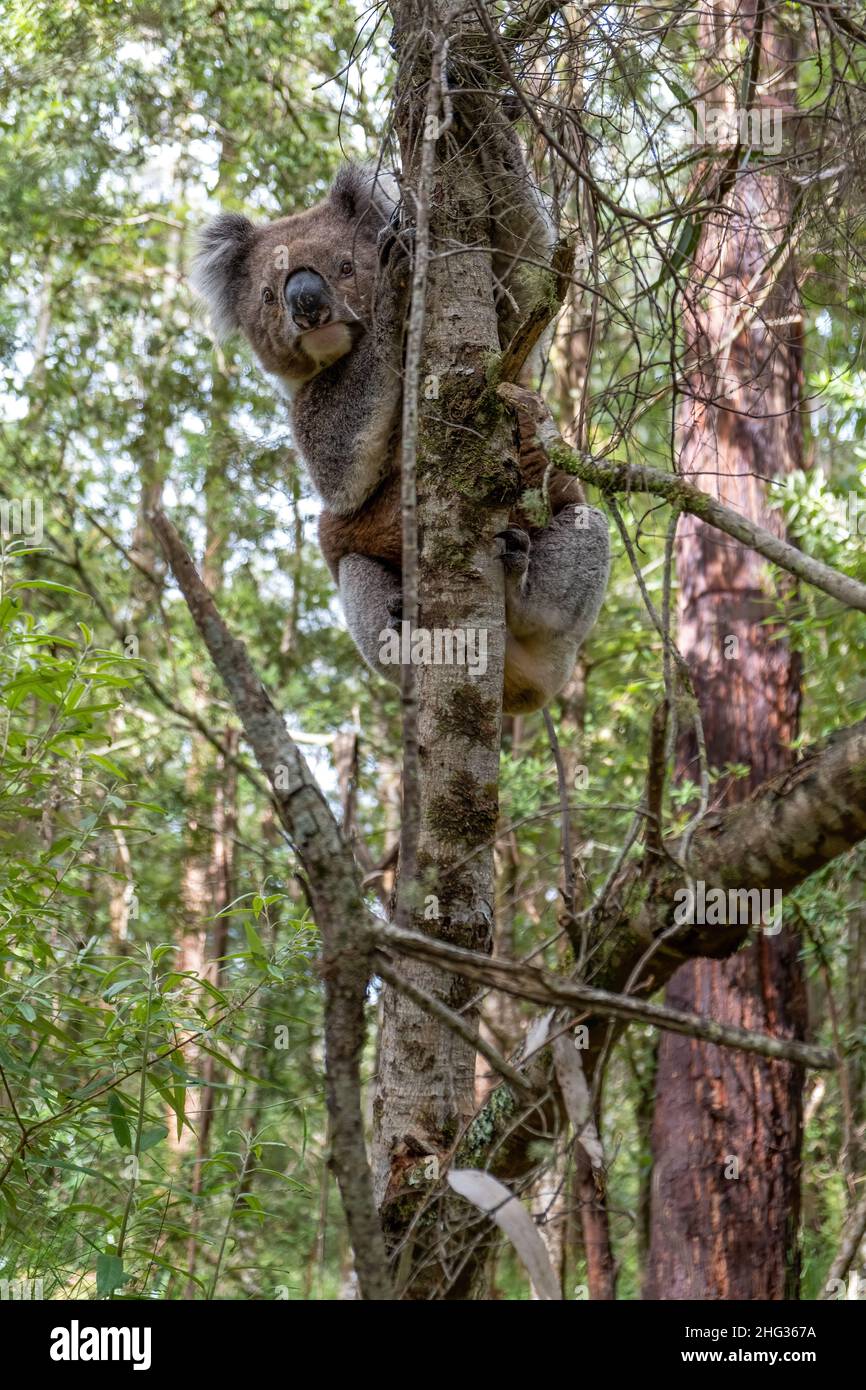 Koala ours escalade un arbre dans la forêt australienne Banque D'Images