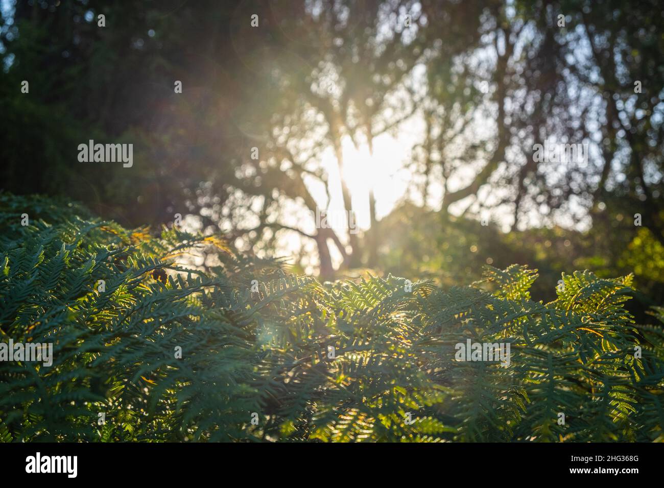 Soleil à travers des arbres flous dans les fougères en Australie Banque D'Images