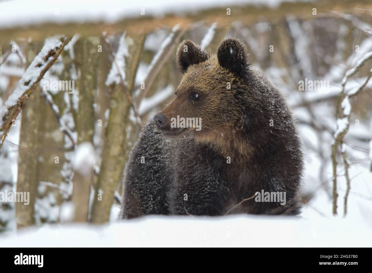 Ours brun (Ursus arctos) dans la forêt en hiver.Montagnes de Bieszczady, Carpates, Pologne. Banque D'Images