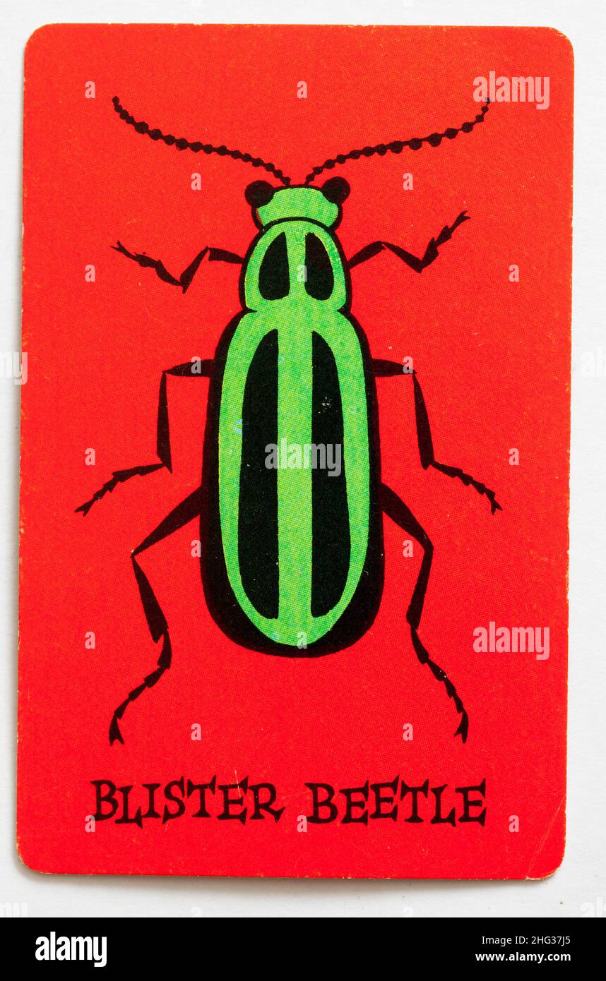 Skeeter Playing Card - Blister Beetle Banque D'Images