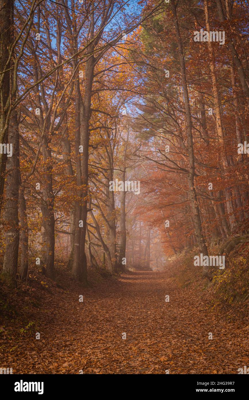 Arbres colorés dans le brouillard le matin à l'aube. Lever du soleil. rayons du soleil à l'aube. Banque D'Images