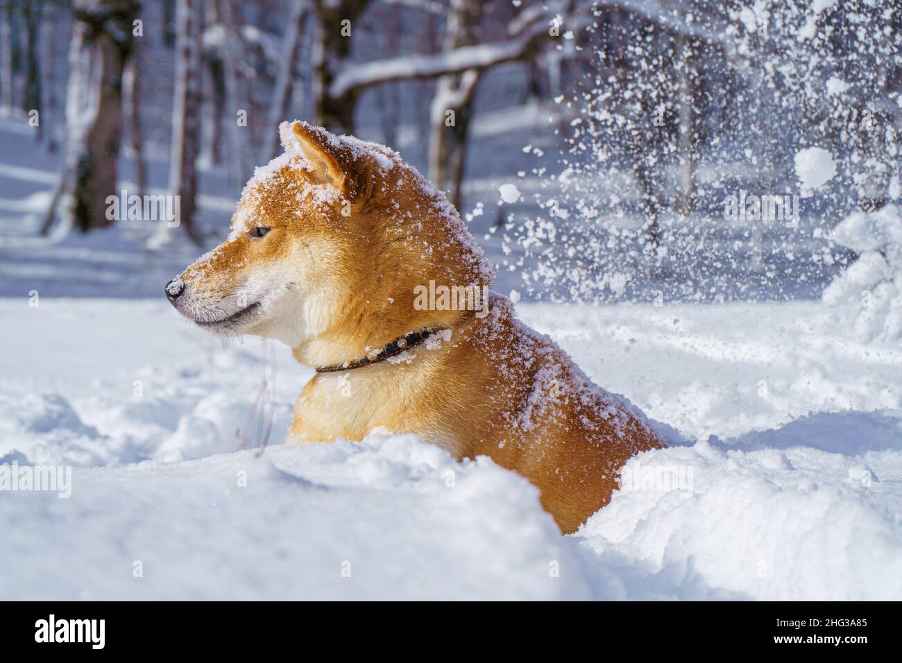 Le chien japonais Shiba Inu joue dans la neige en hiver. Banque D'Images