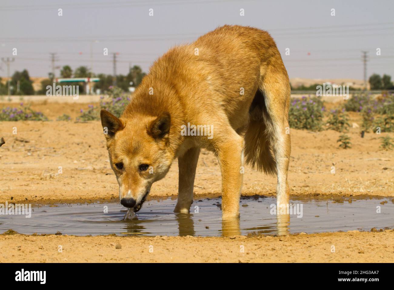 Chien de Canaan buvez de l'eau dans le désert Banque D'Images