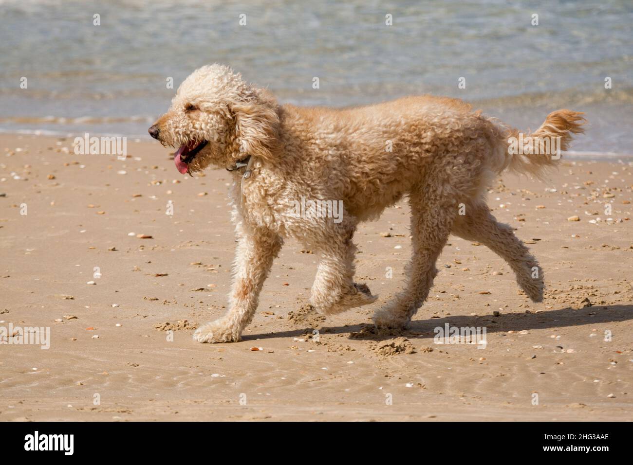 Poodle Dog a couru sur la plage Banque D'Images