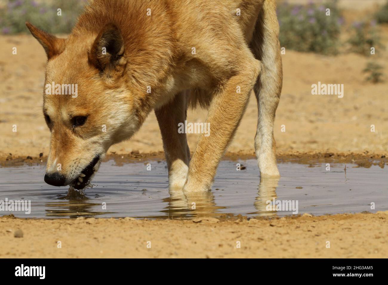Chien de Canaan buvez de l'eau dans le désert Banque D'Images