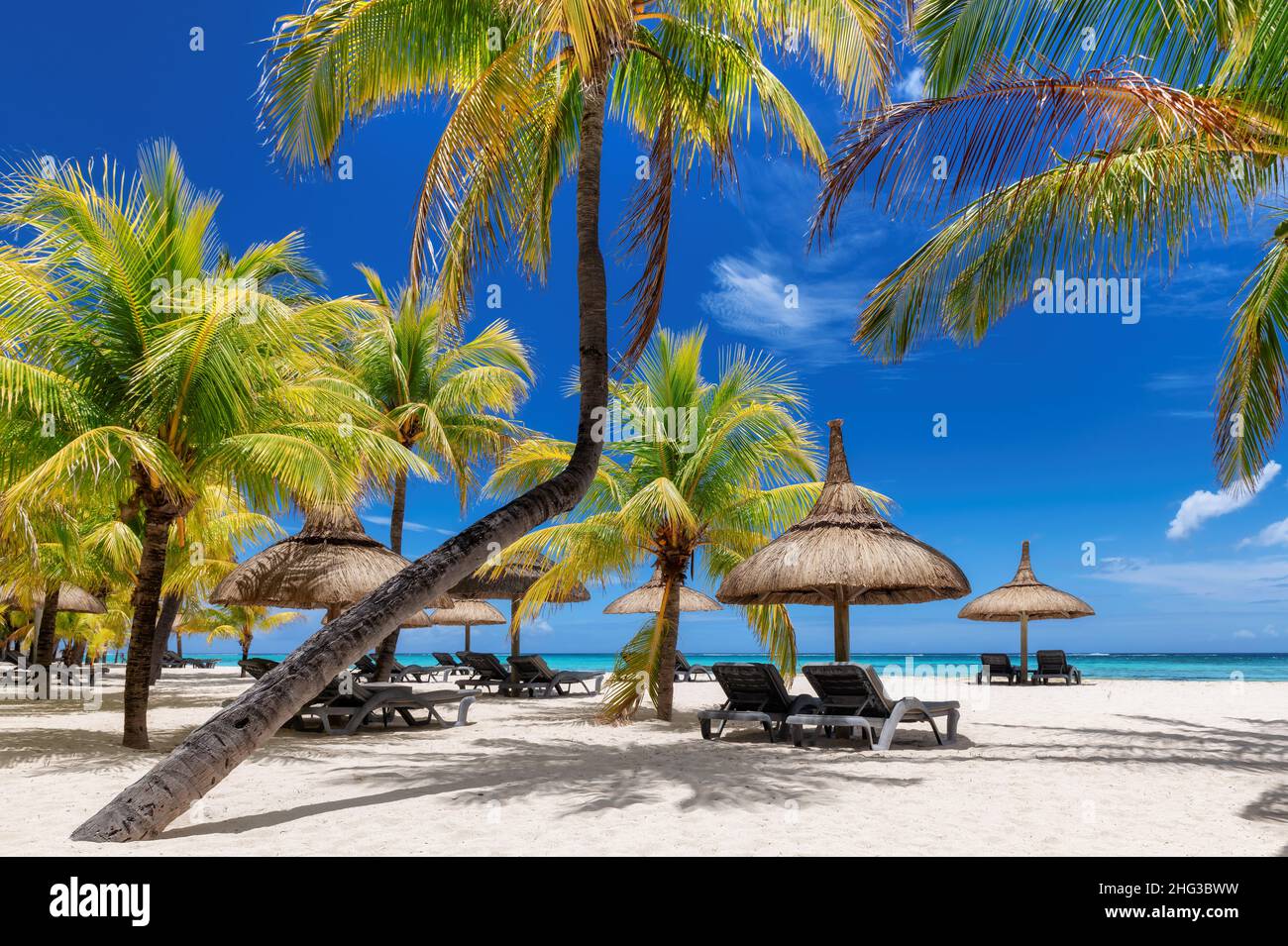 Palmiers dans une station balnéaire tropicale ensoleillée sur l'île Maurice. Banque D'Images