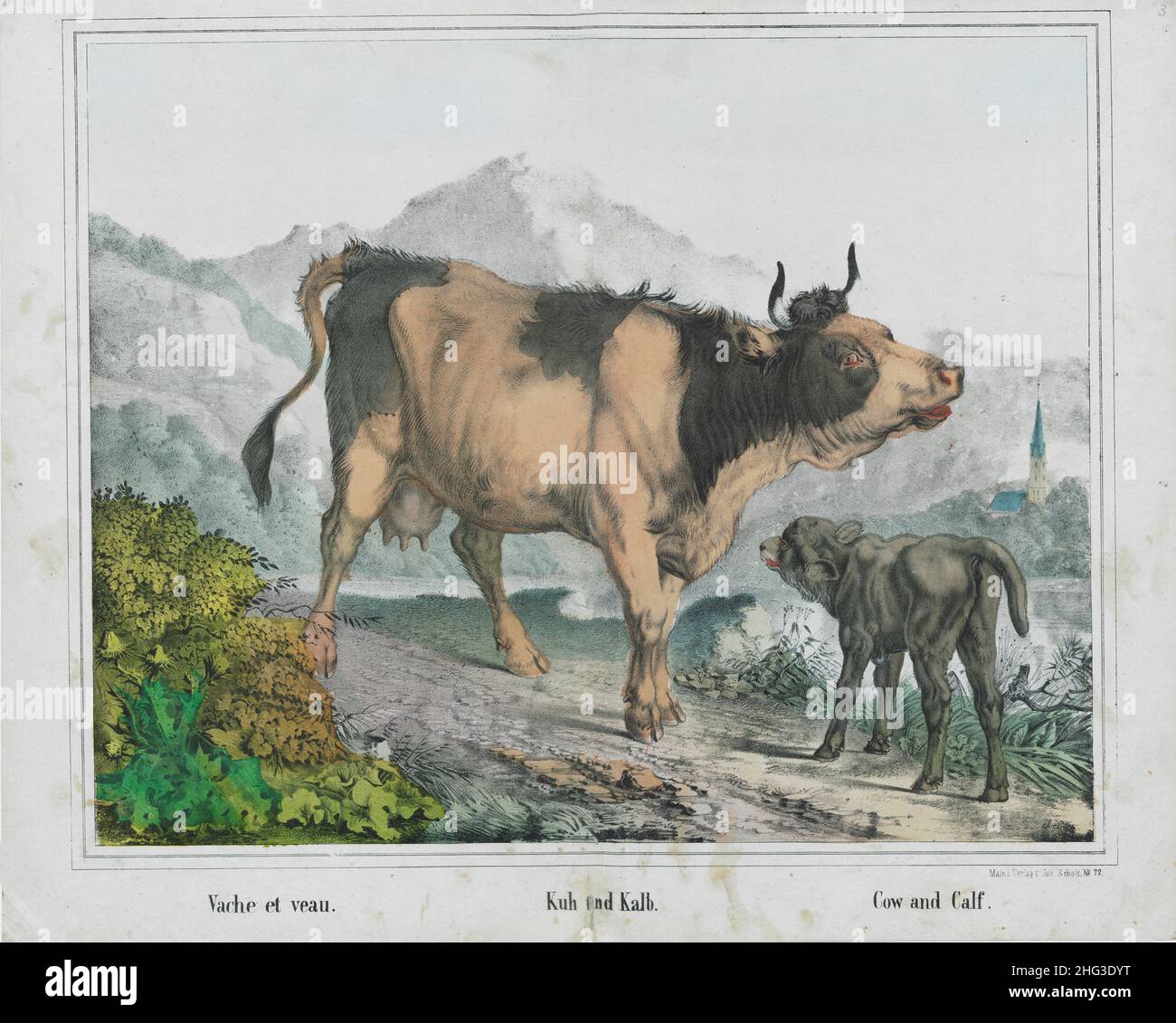 La lithographie de couleur vintage datant de 19th ans de Cow et de Calf.1855 Banque D'Images