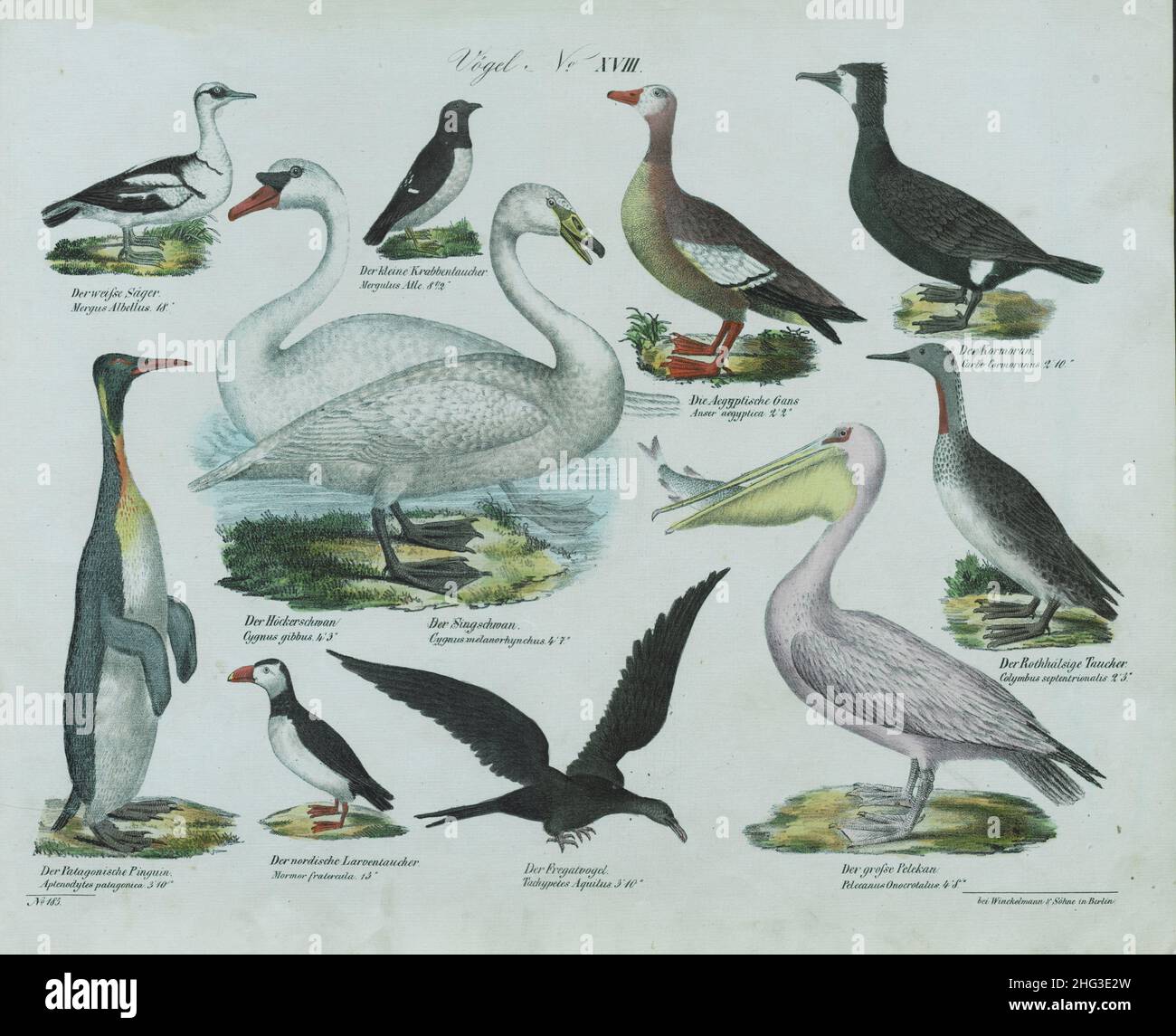 Illustation vintage des oiseaux.XVIIIAllemagne, 1836 (selon la classification de Linnaeus, 1758) Banque D'Images