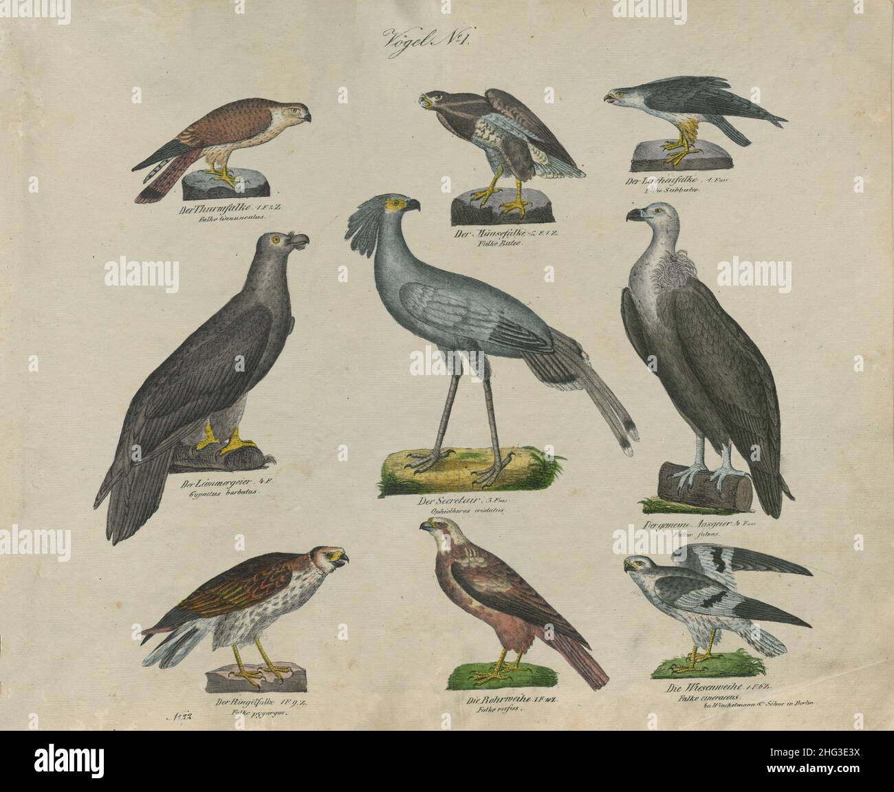 Illustation vintage des oiseaux.N° 1.Allemagne, 1836 (selon la classification de Linnaeus, 1758) rangée supérieure de gauche à droite : Kestrel commun, Buzzard commun, UE Banque D'Images