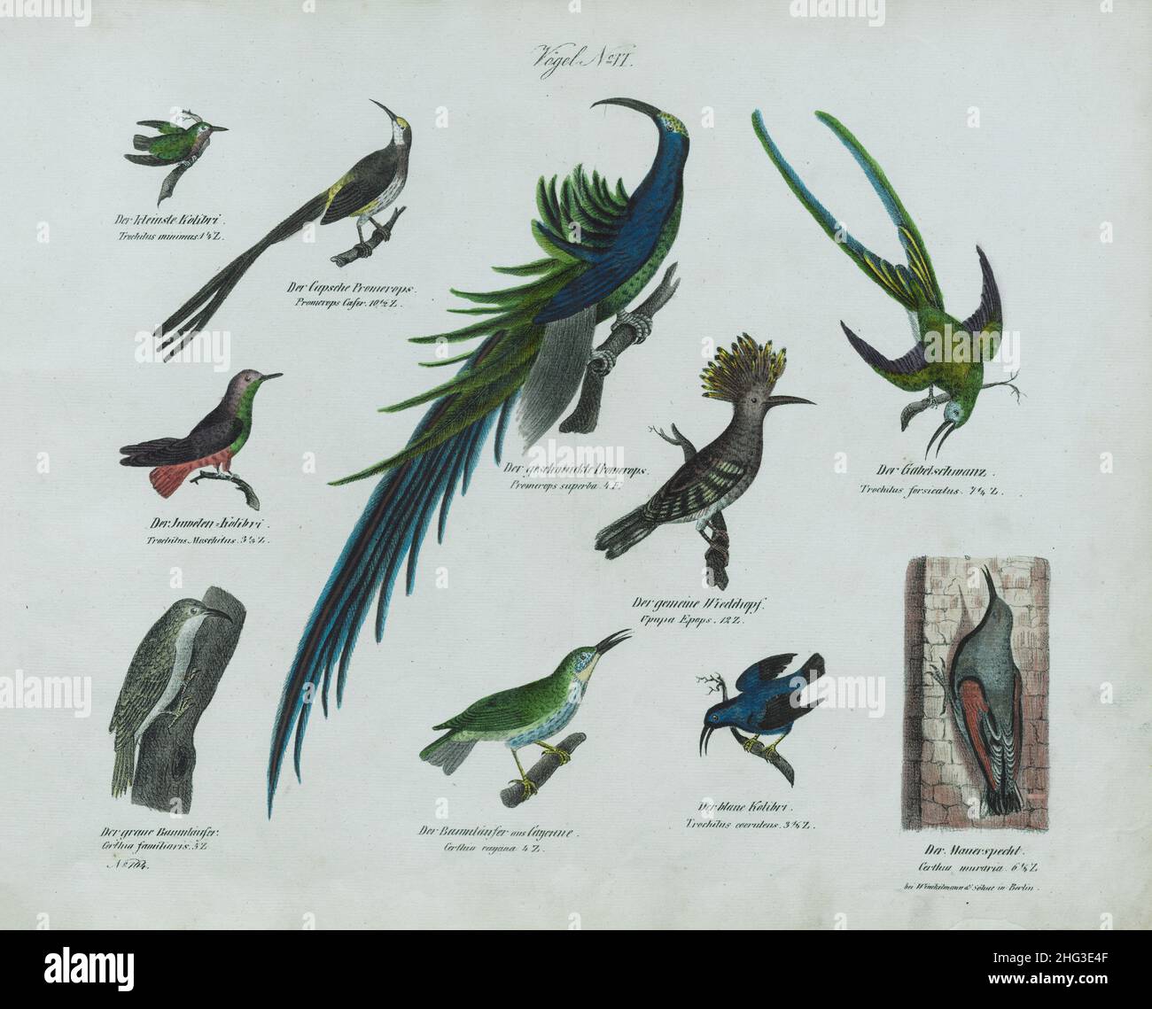 Lithographie vintage des oiseaux.Non VIAllemagne, 1836 (selon la classification de Linnaeus, 1758) Banque D'Images