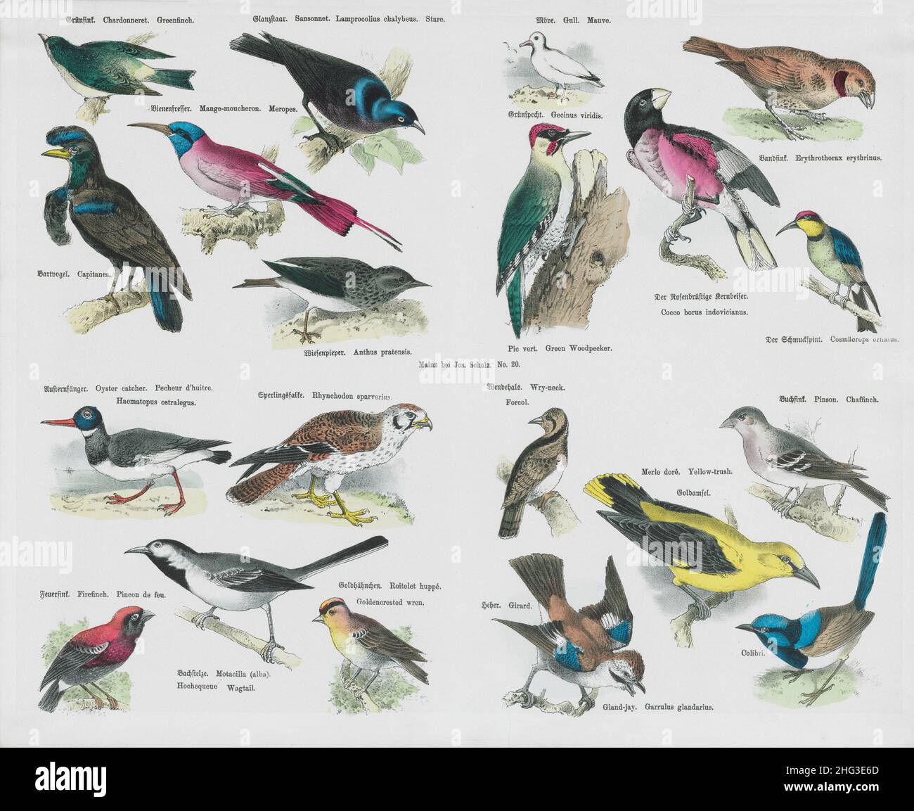 Lithographie d'oiseaux de couleur vintage.1835 (selon la classification de Linnaeus, 1758) l'illustration en couleur des oiseaux datant du siècle 19th. Banque D'Images