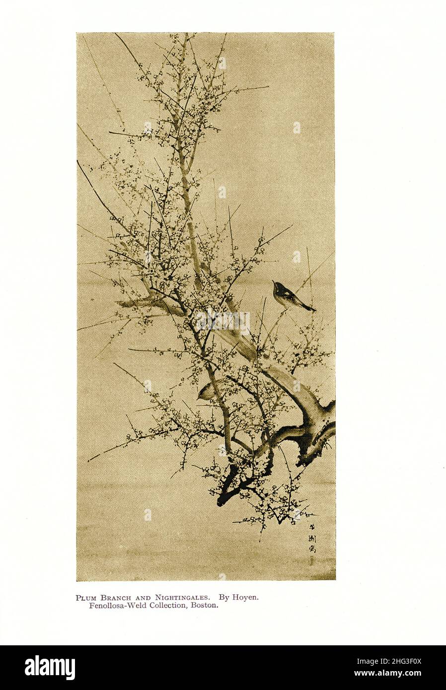 Peinture japonaise du 19th siècle : branche de prune et Nightingales.Par Hoyen.Reproduction de l'illustration du livre 1912 Banque D'Images